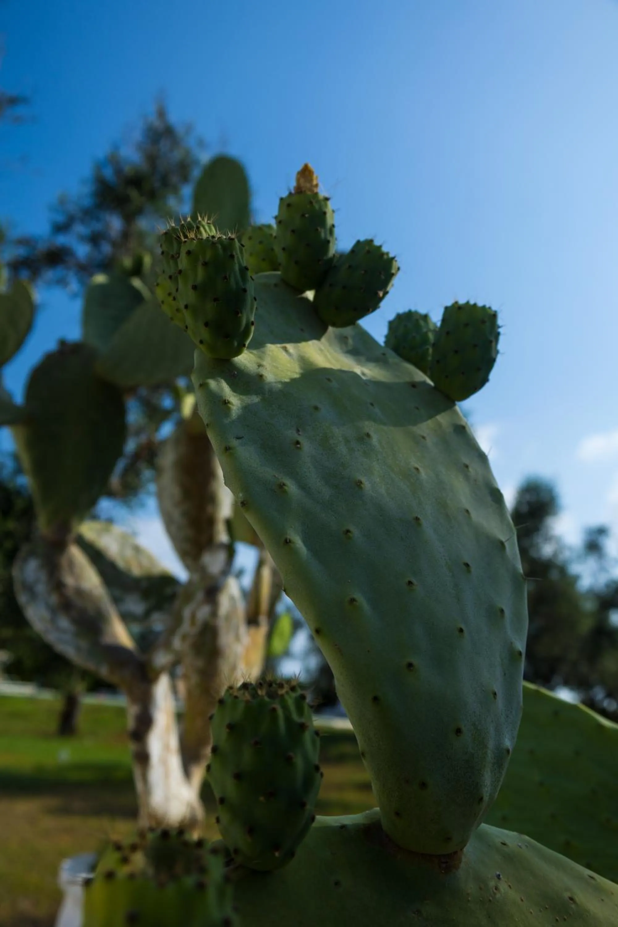 Garden in Masseria Monache