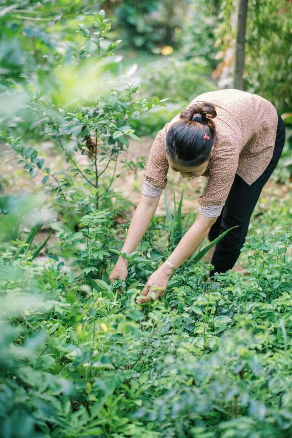 Garden in An Villa boutique resort