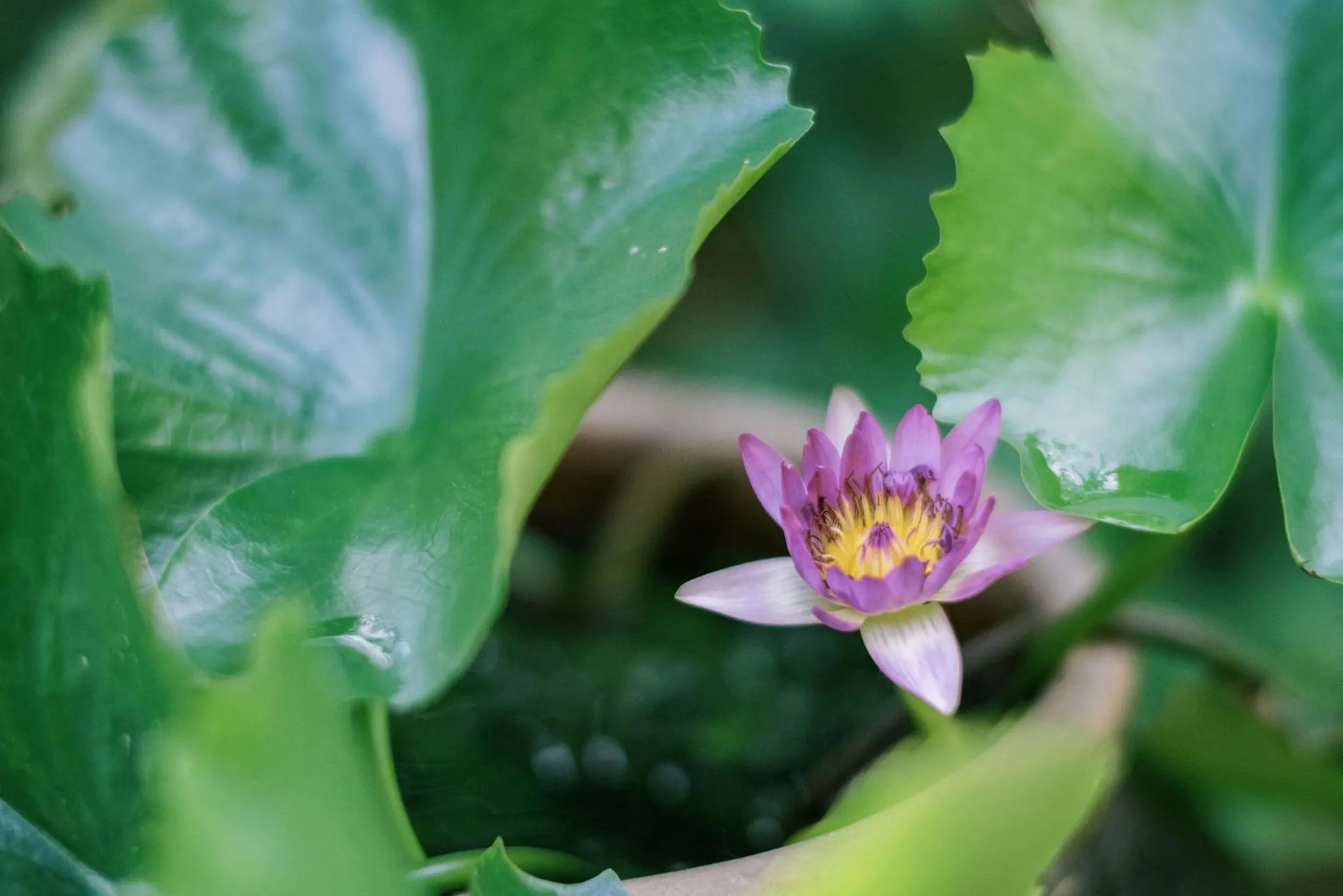 Garden in An Villa boutique resort