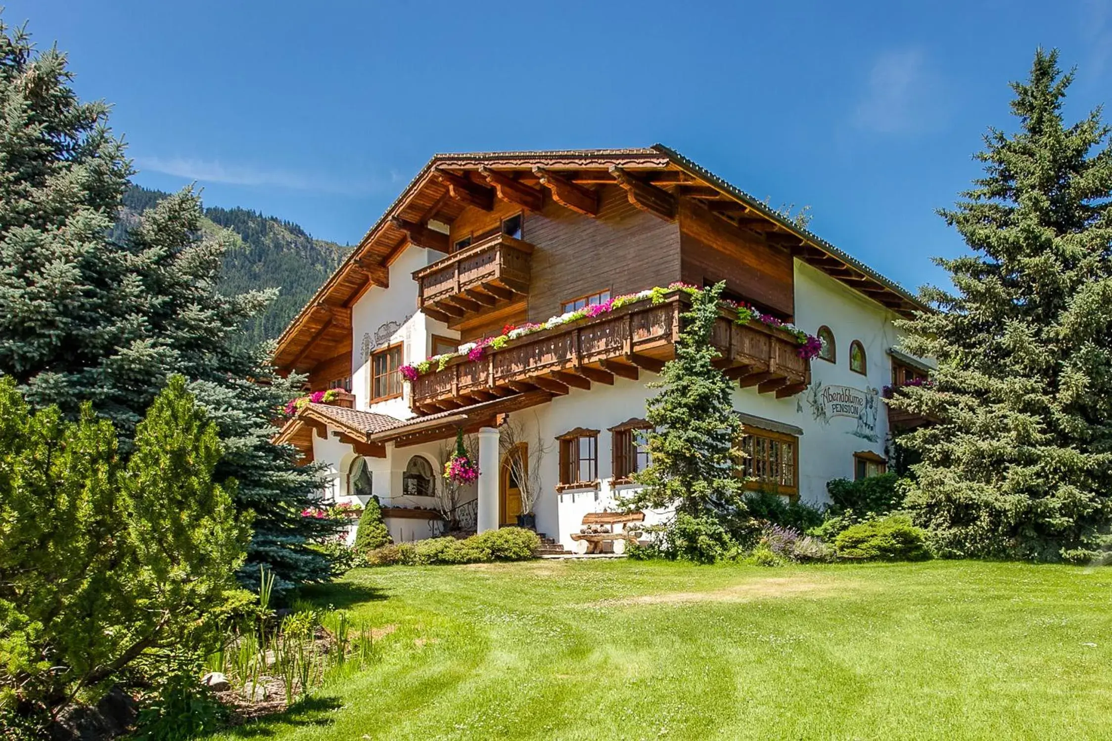 Abendblume Abendblume