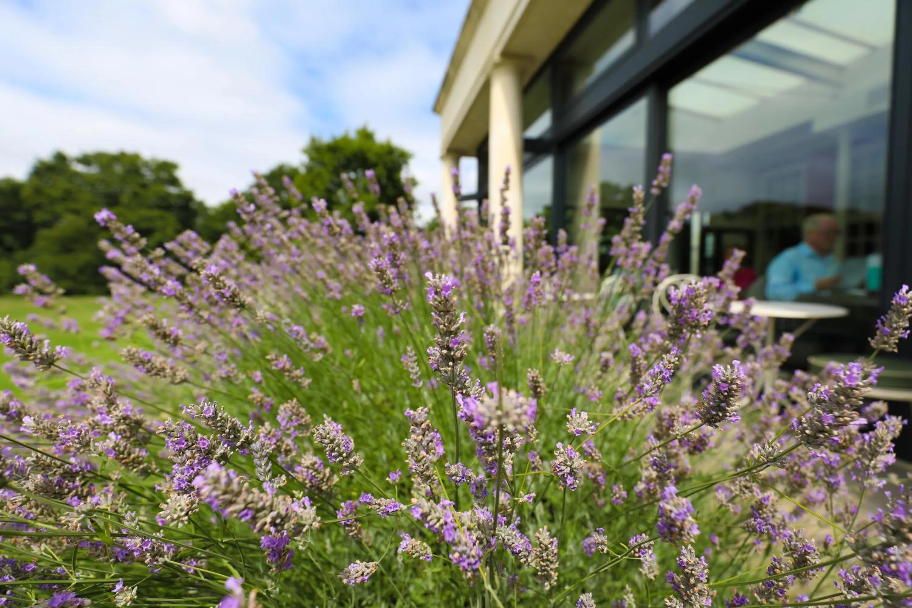 Garden in Hotel du Vin Cannizaro House Wimbledon