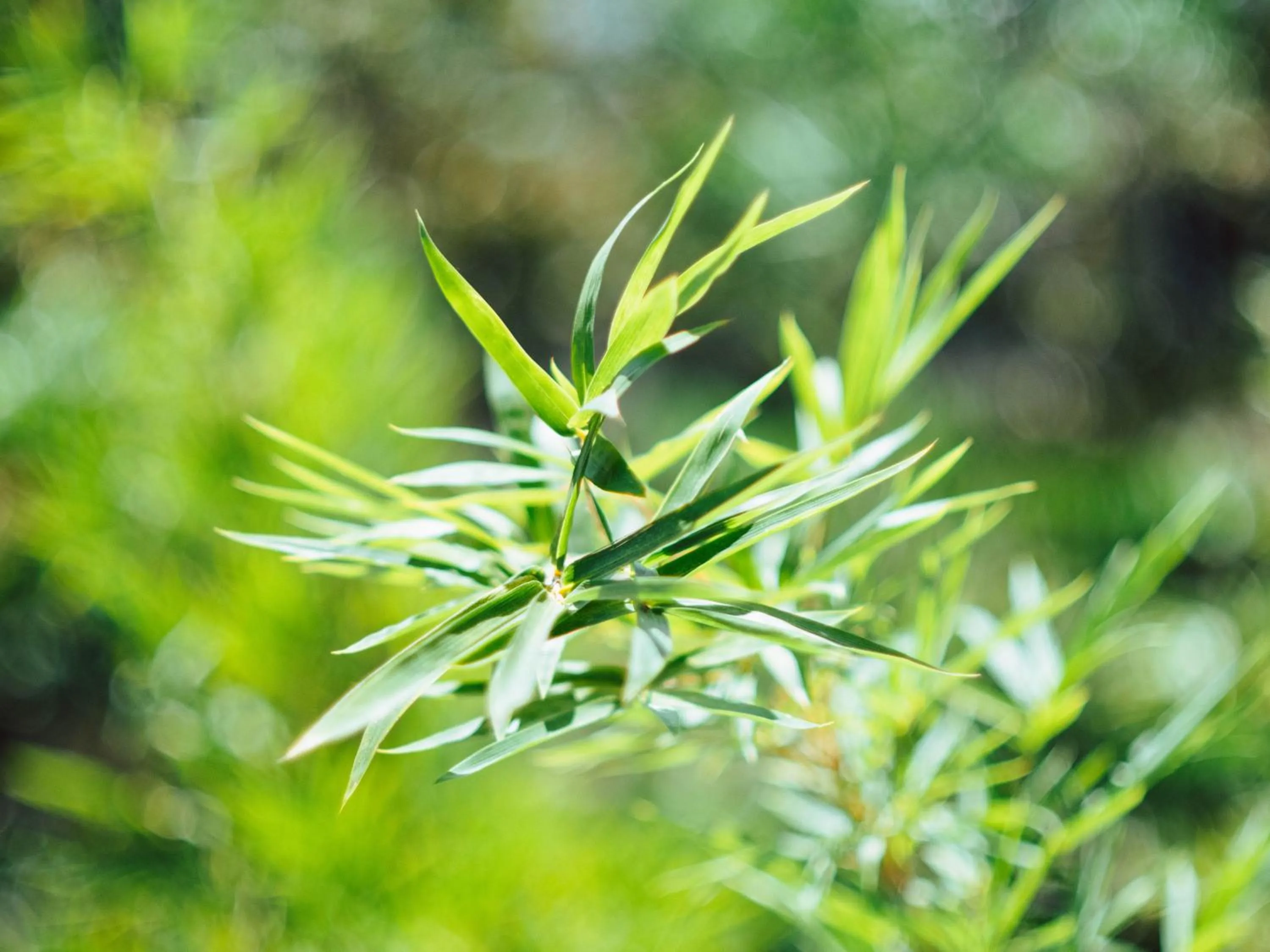 Tribee Cotu - Hostel