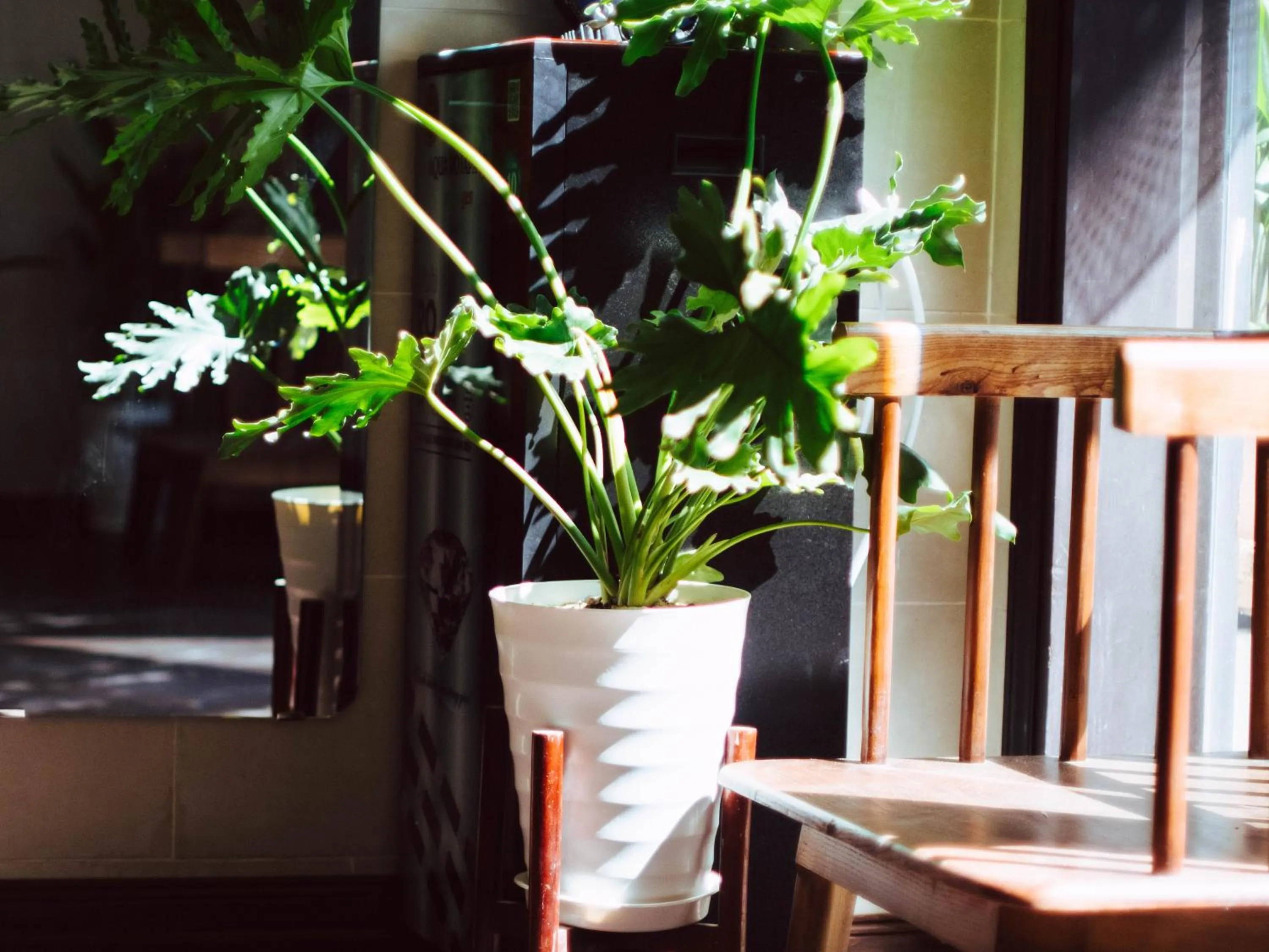 Tribee Cotu - Hostel