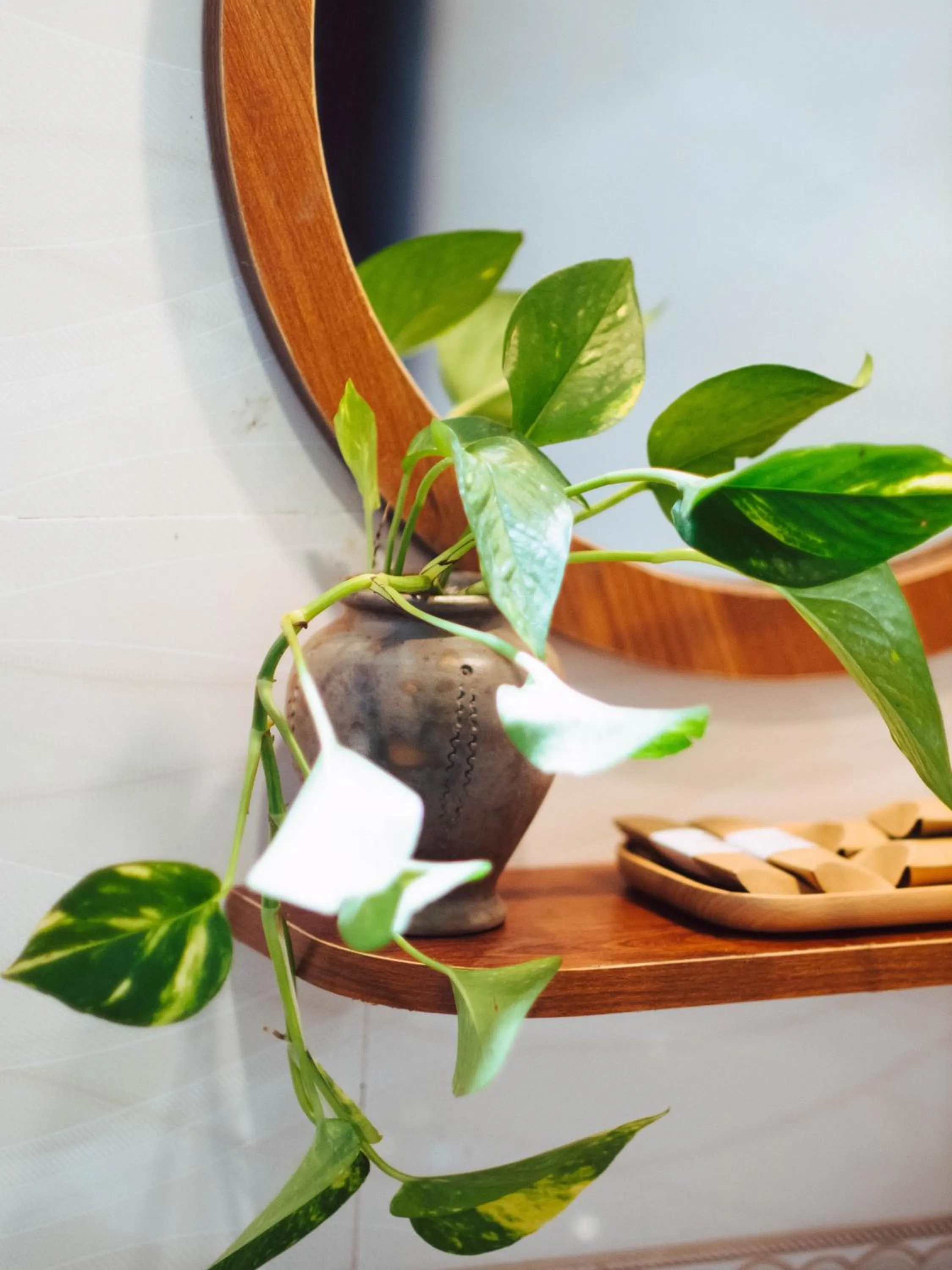 Tribee Cotu - Hostel