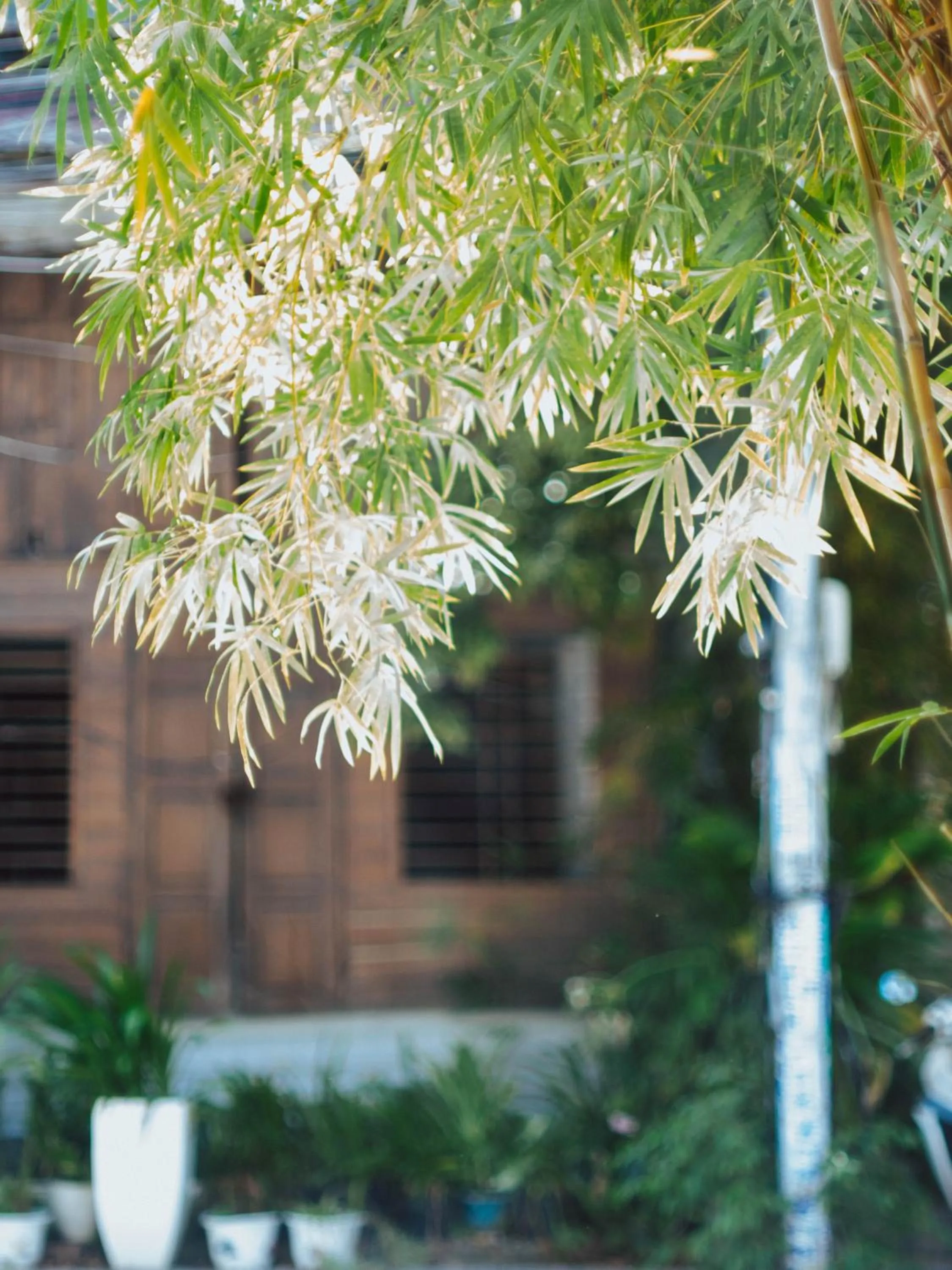 Tribee Cotu - Hostel