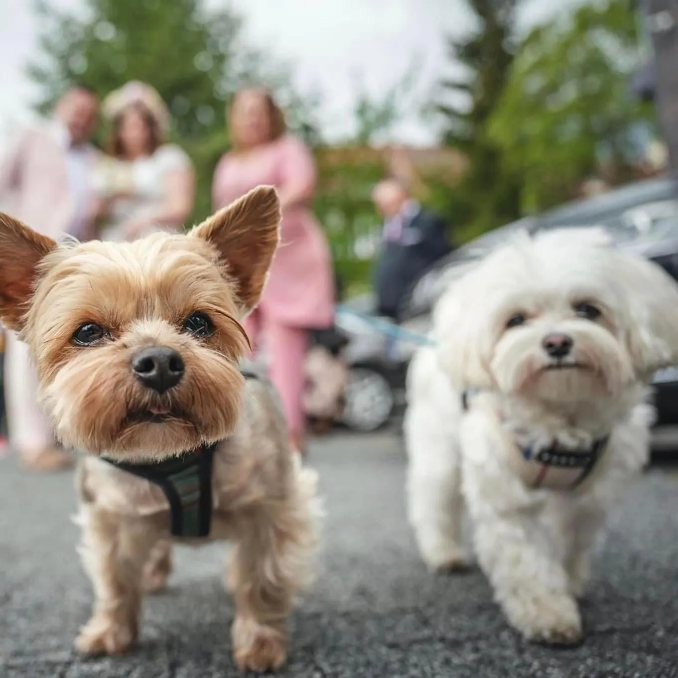 Animals in My Story Sopot Apartments