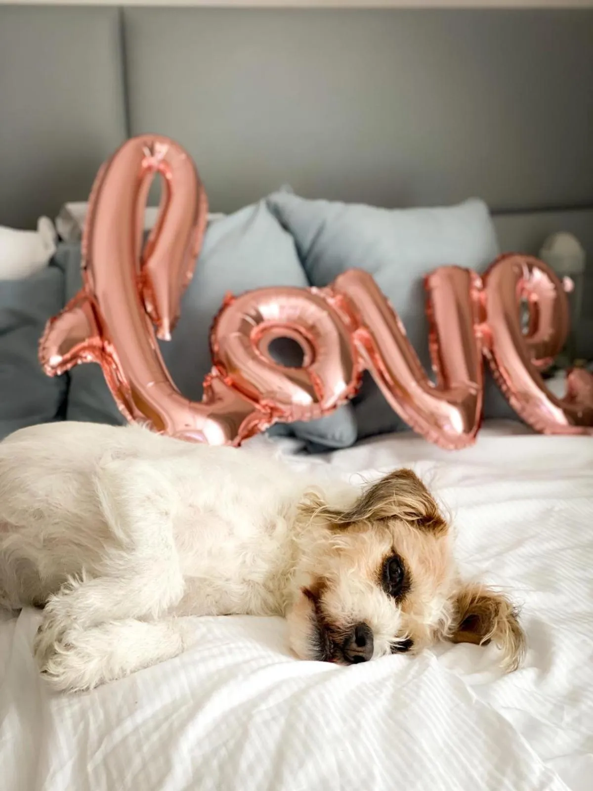 Animals in My Story Sopot Apartments