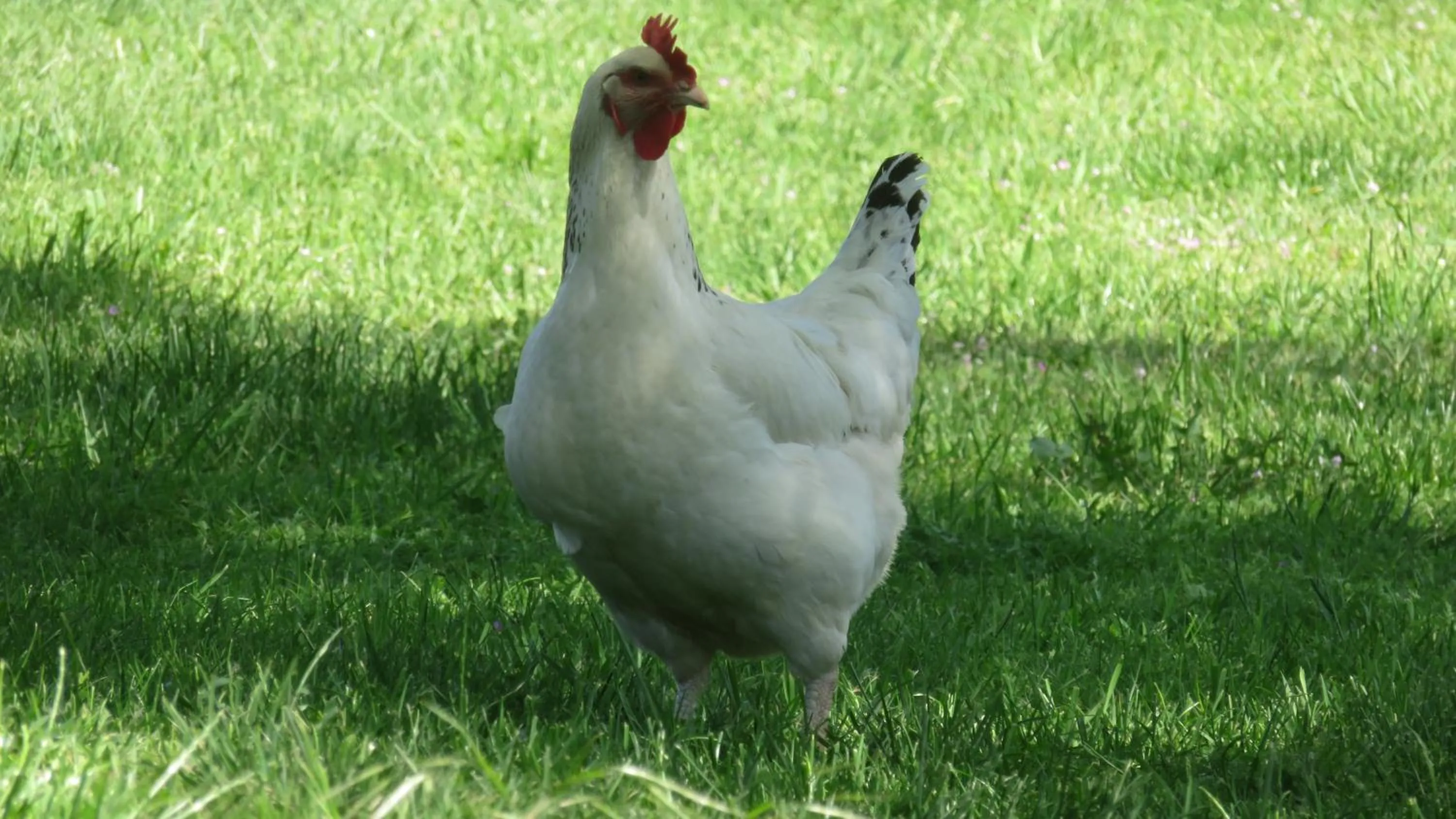 Property building in A la belle histoire