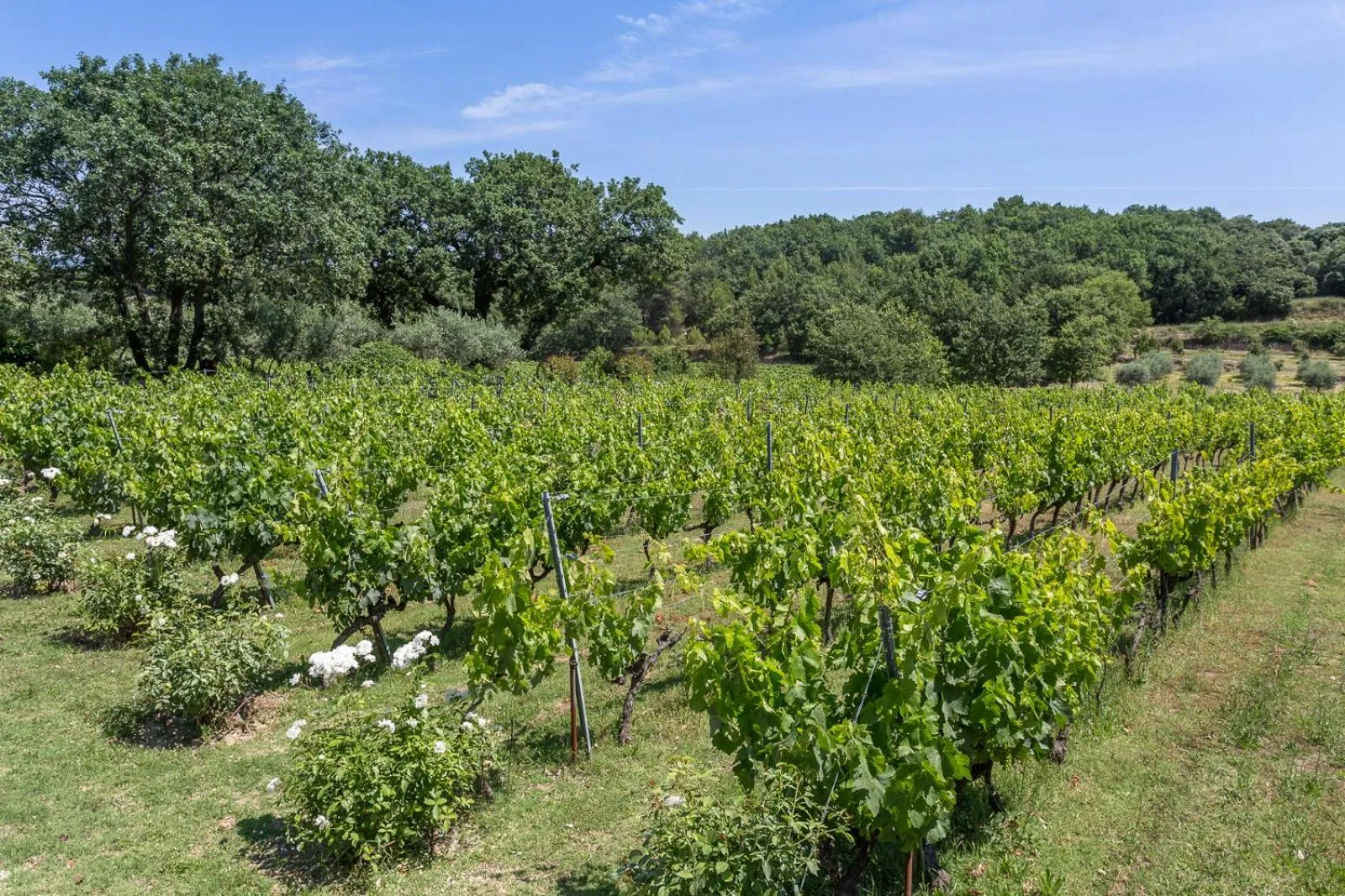 Domaine Les Roullets