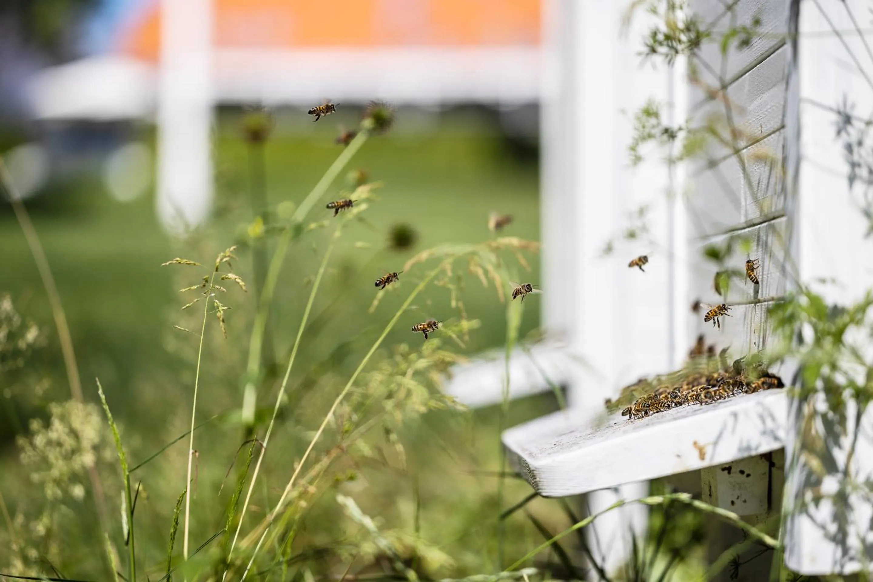 Property building in Hotel Scheelsminde