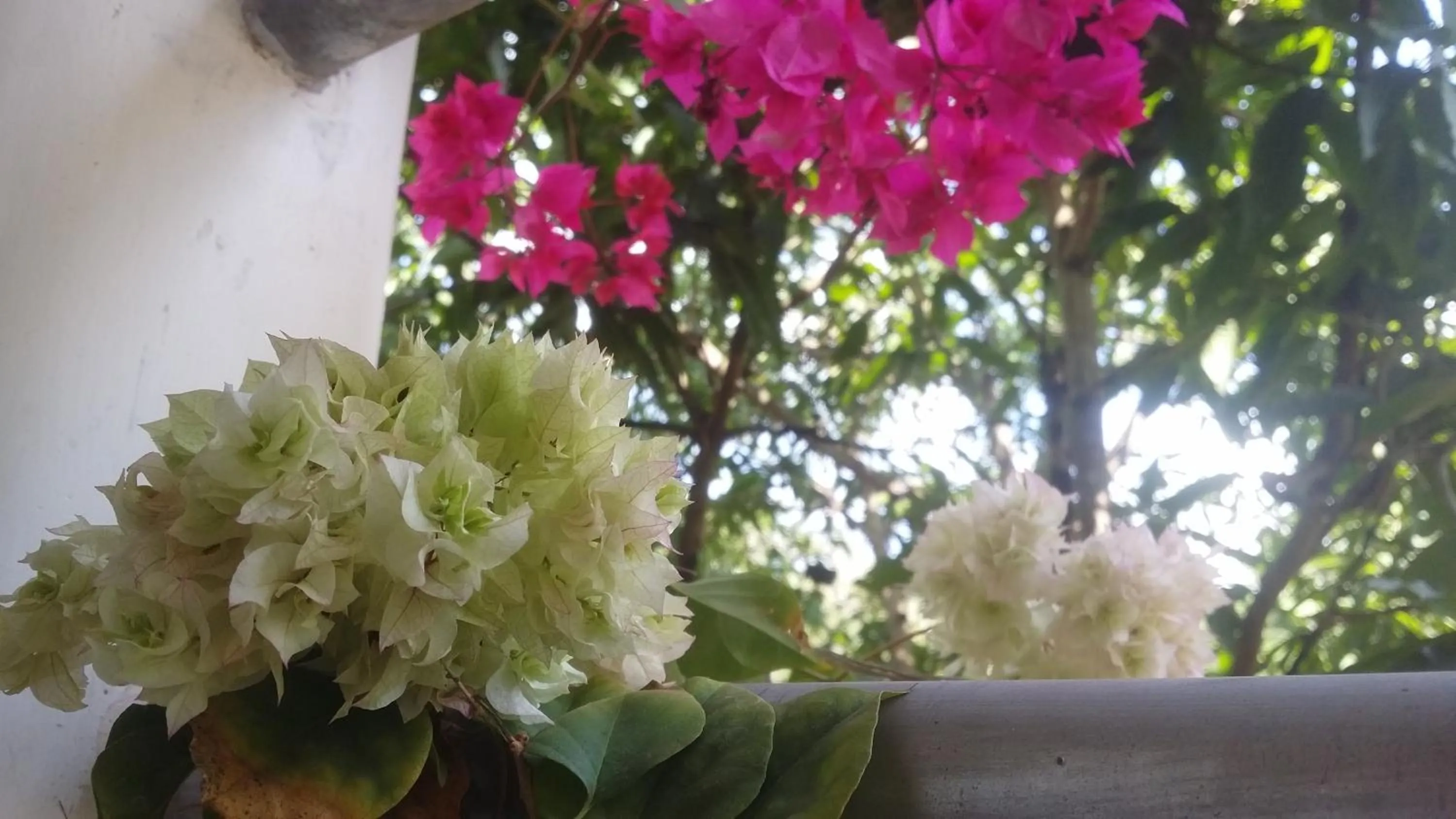 Garden in Rich Resort & Restaurant