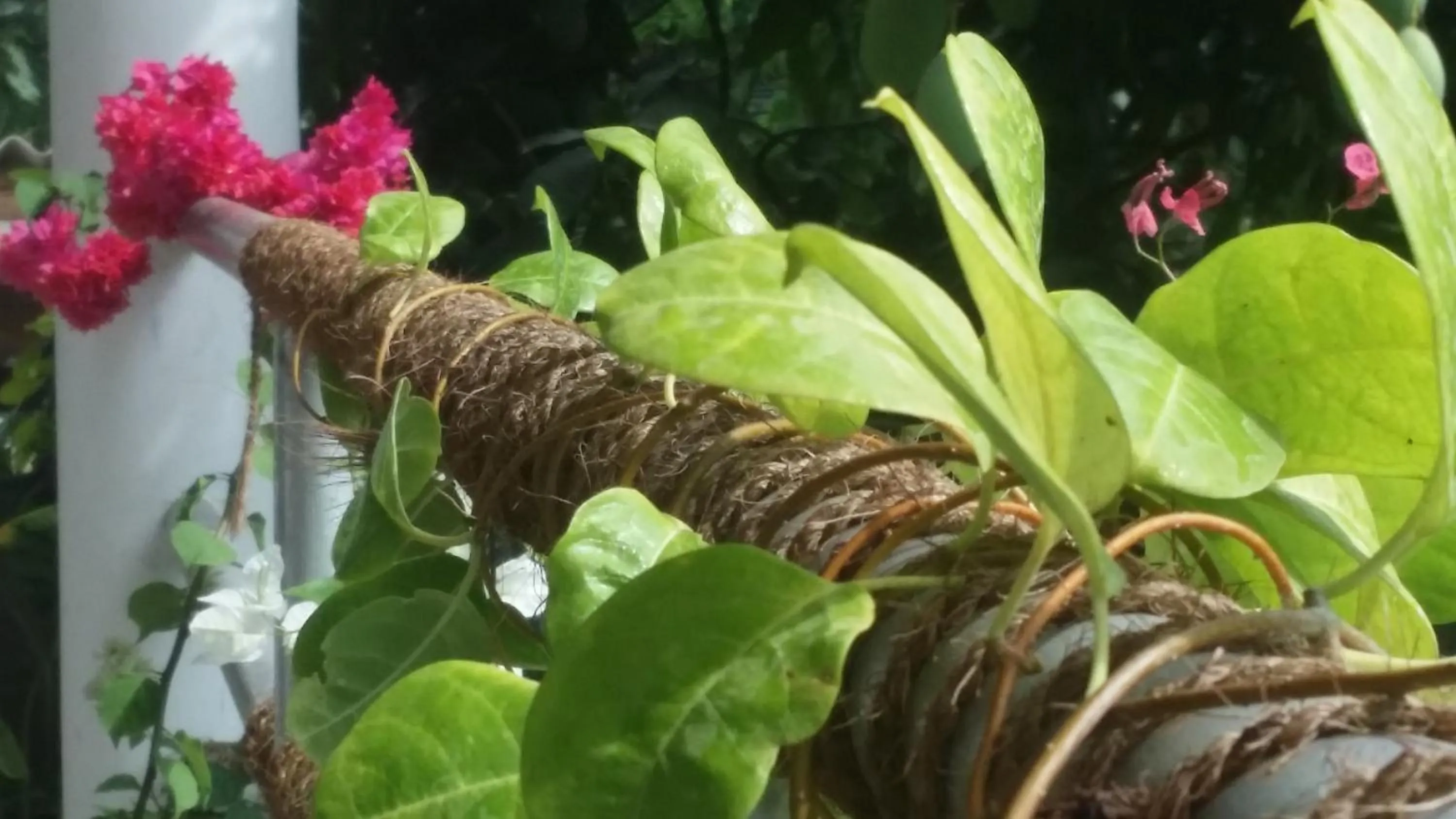 Garden in Rich Resort & Restaurant