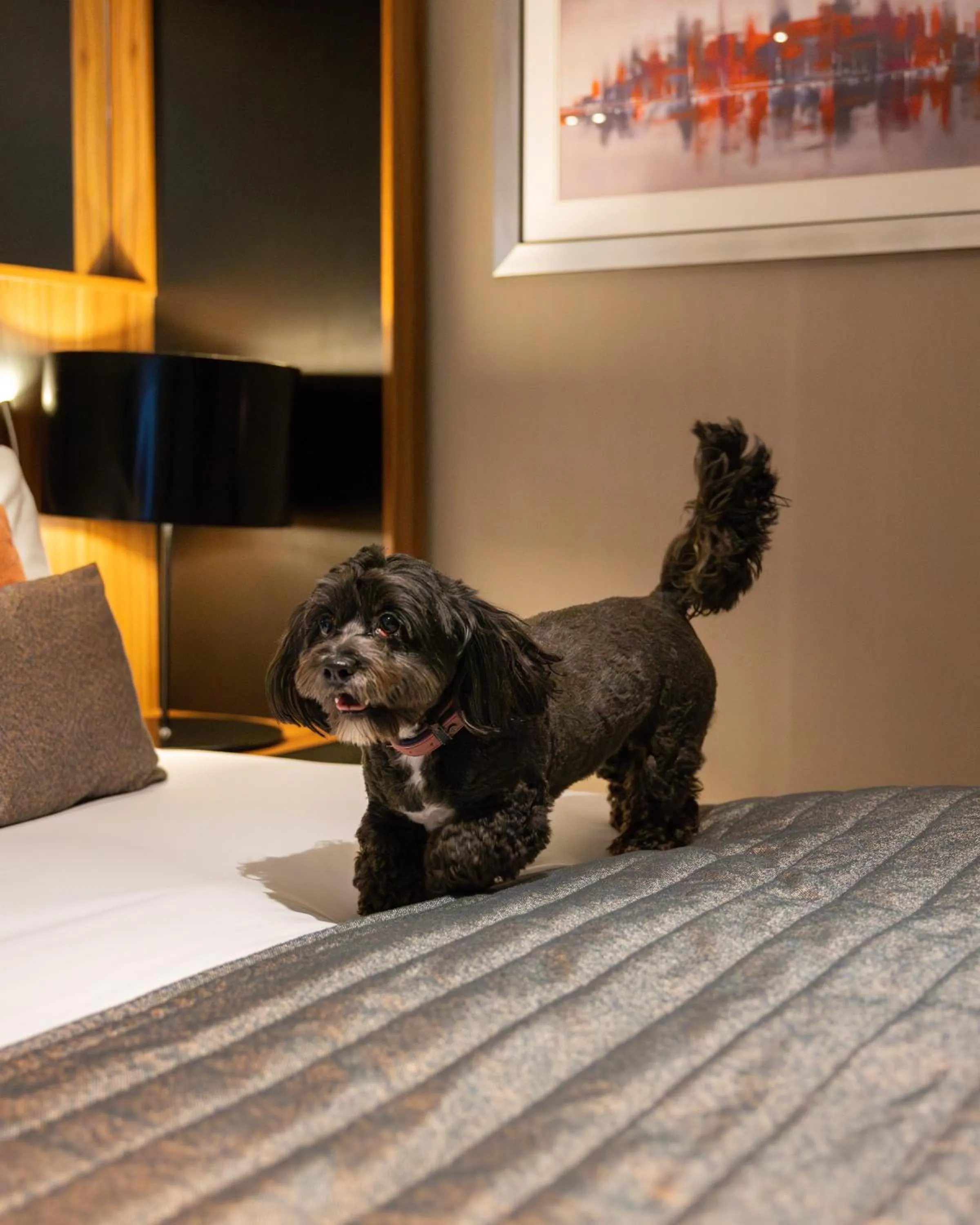 Pets in Crowne Plaza Gerrards Cross by IHG