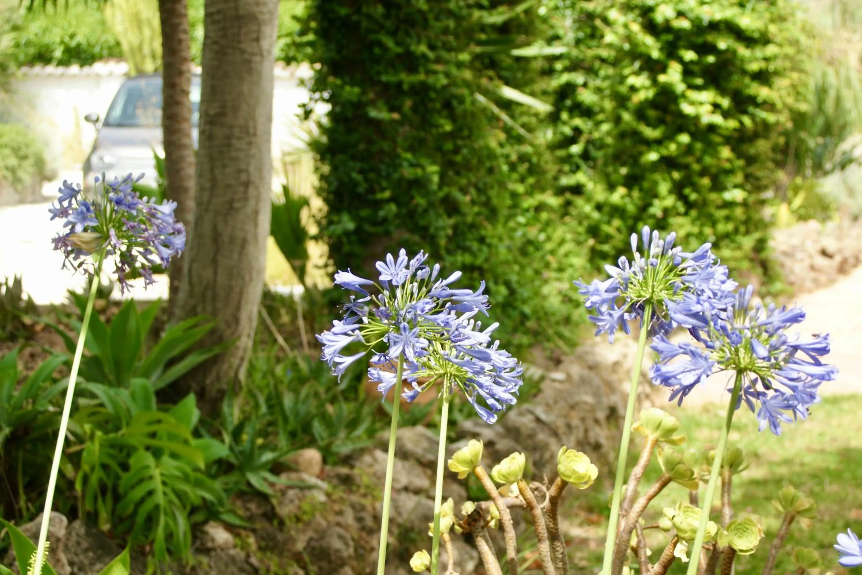 Garden in Finca Mil Estrellas