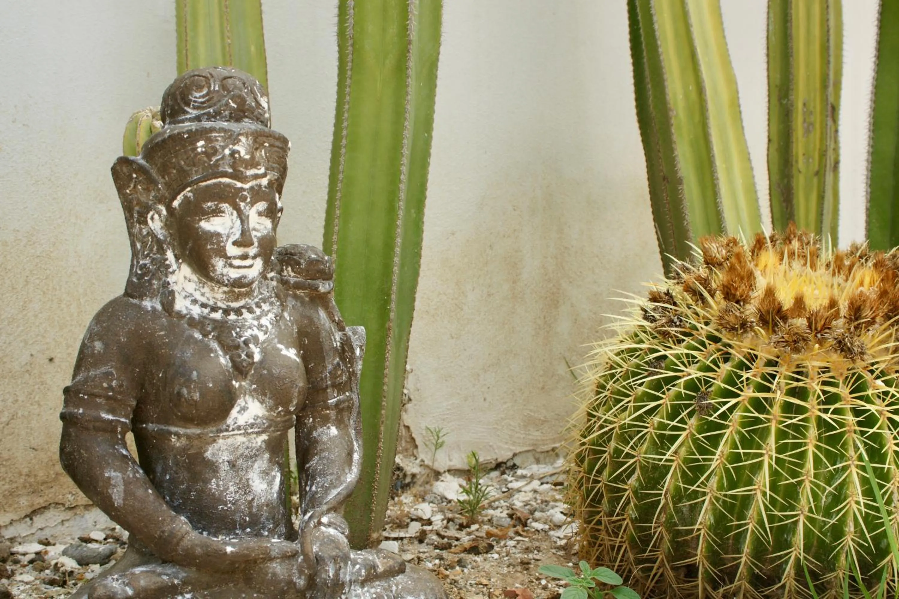 Garden in Finca Mil Estrellas