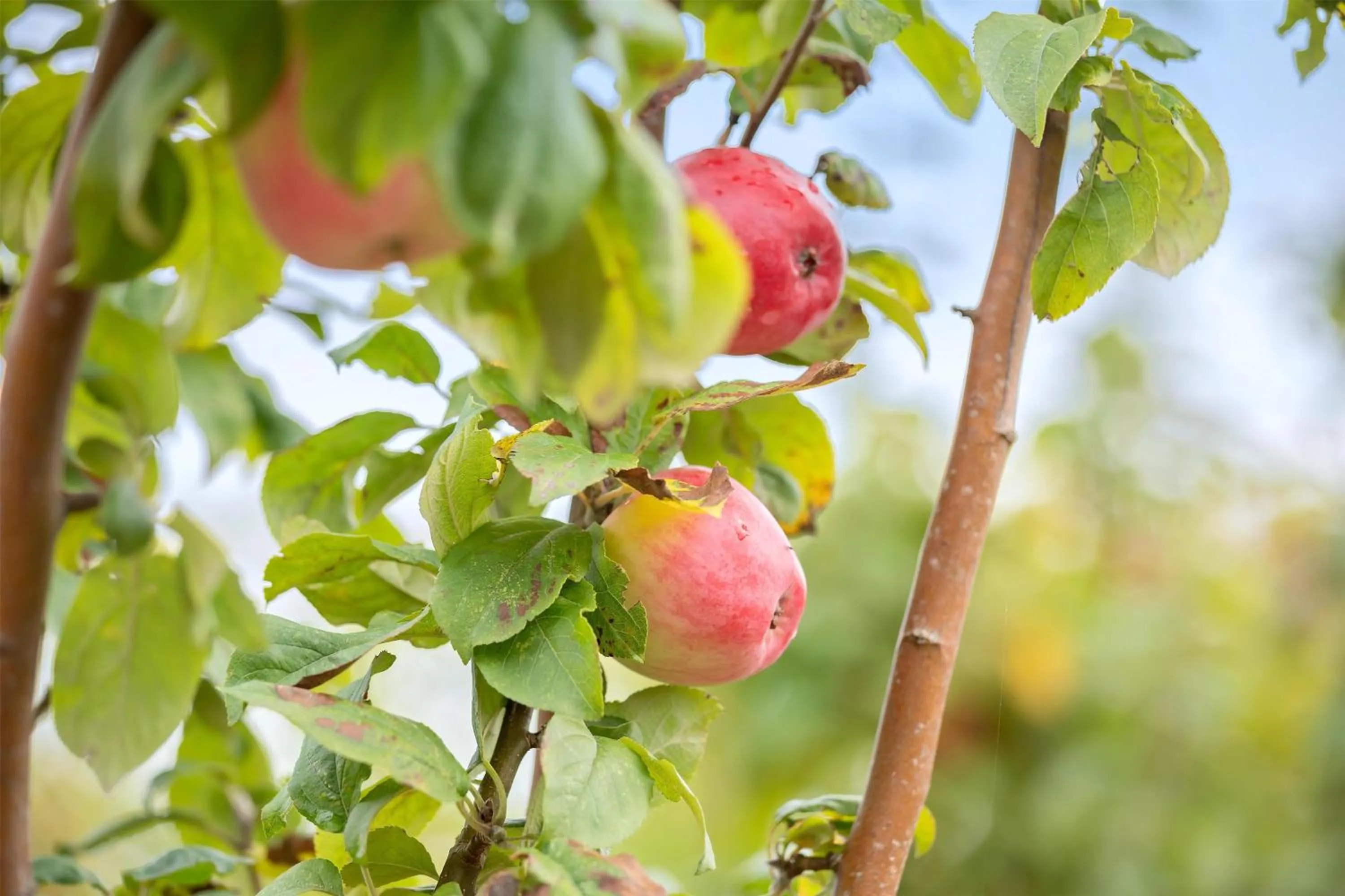 Property building in Best Western Hotel Hillerød