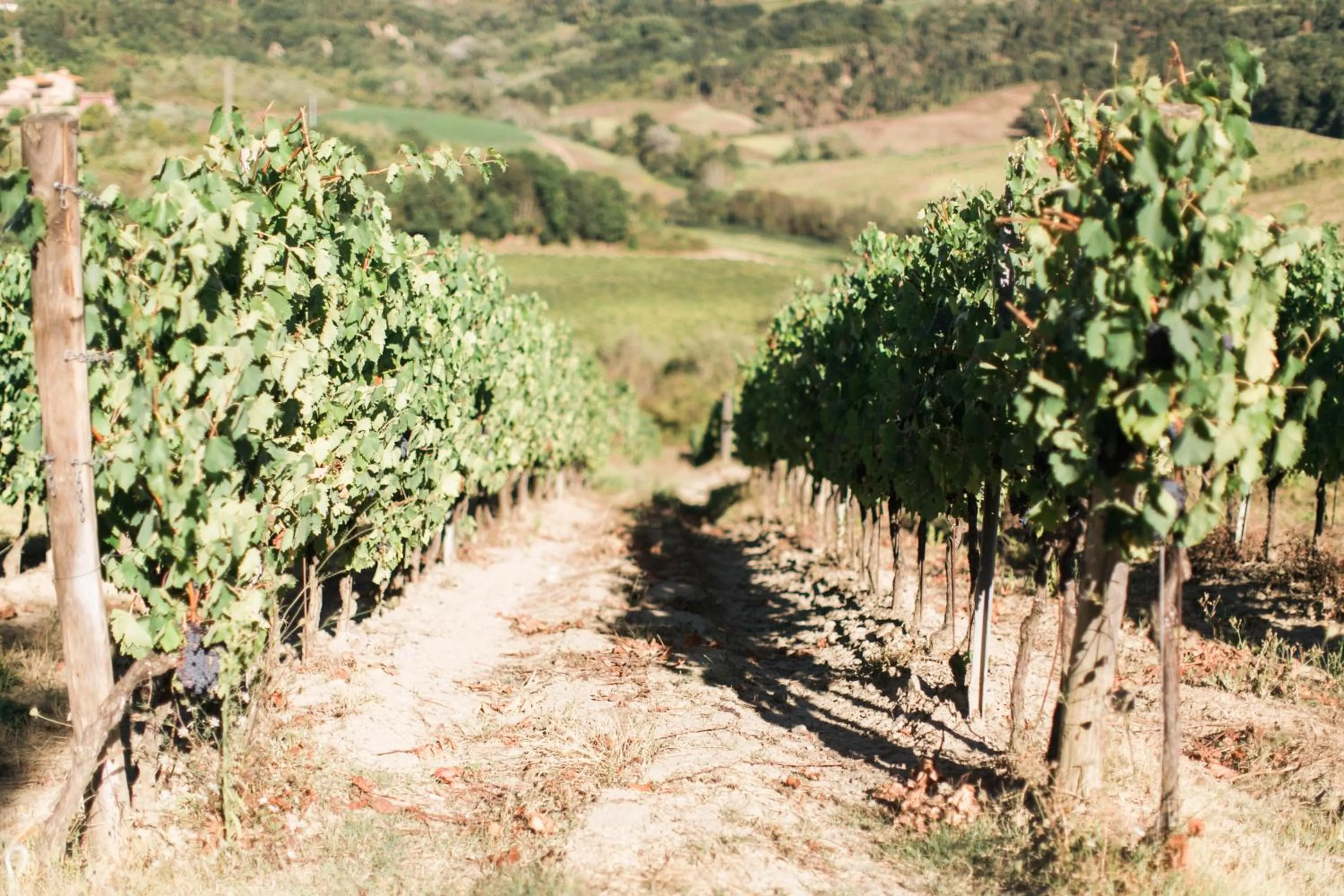 Natural landscape in Villa Le Calvane