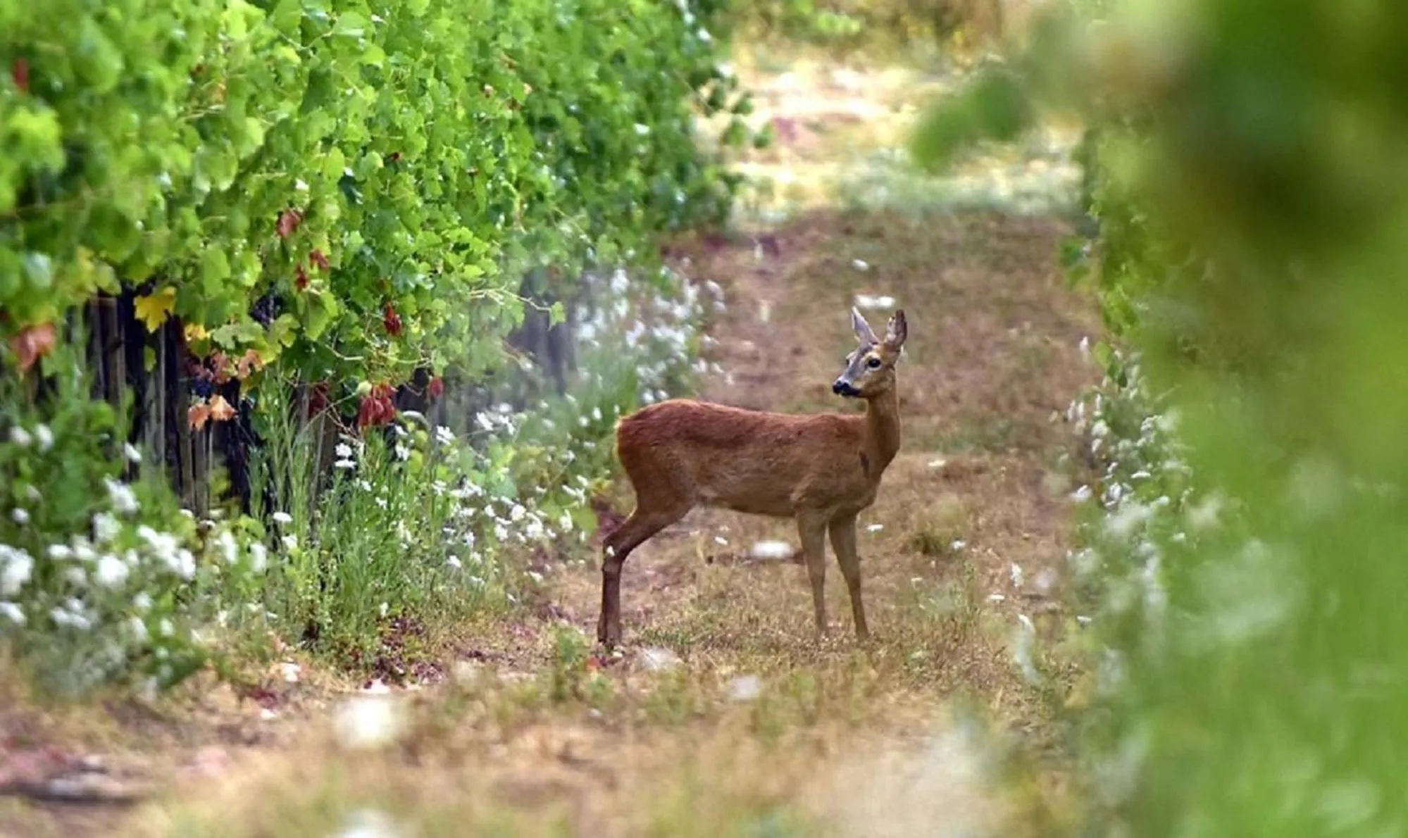Animals in Borgo Del Cabreo