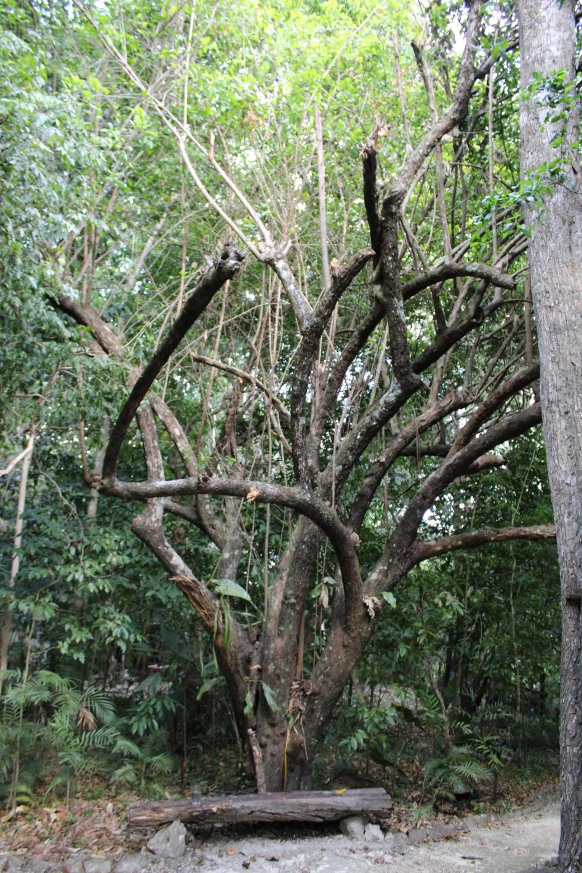 Garden in Posada del Cerro