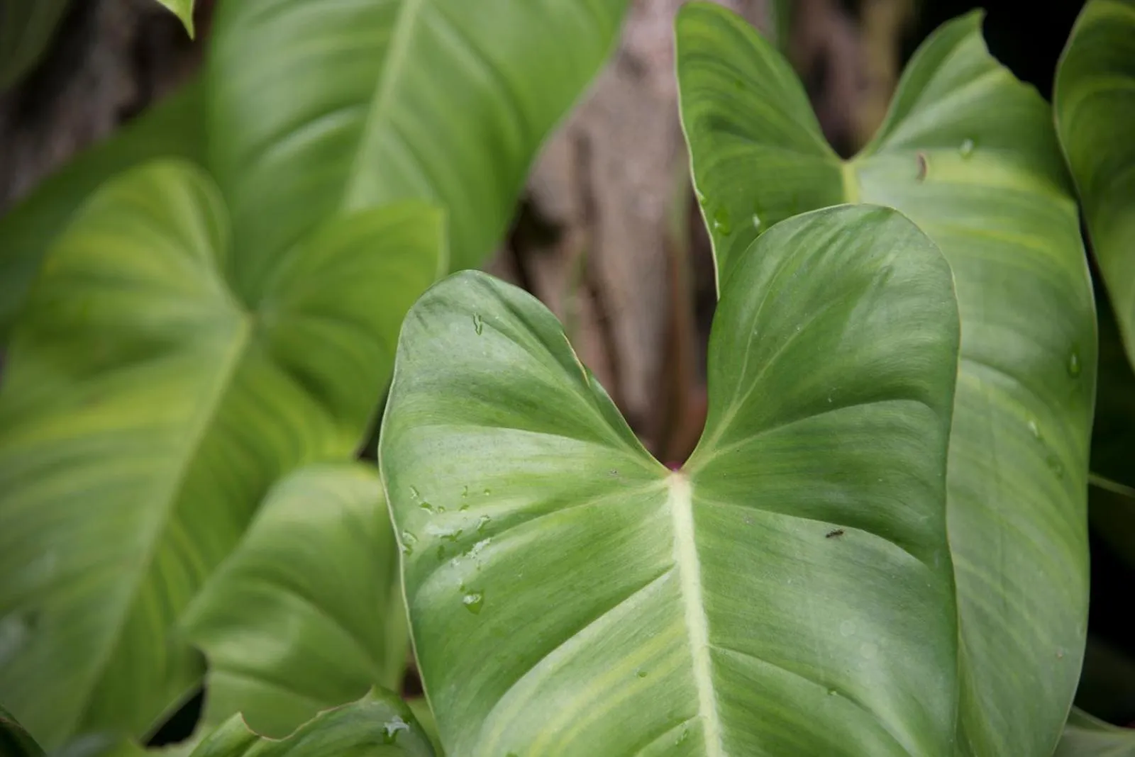 Garden in Posada del Cerro