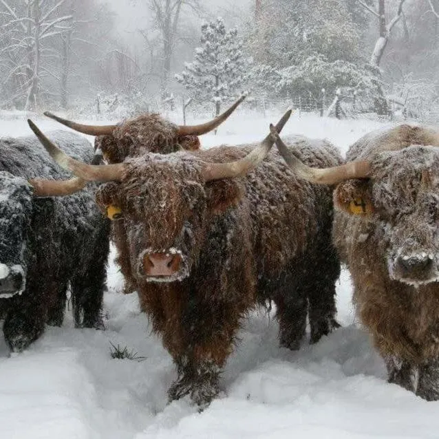 Property building in The Acarsaid - Pitlochry