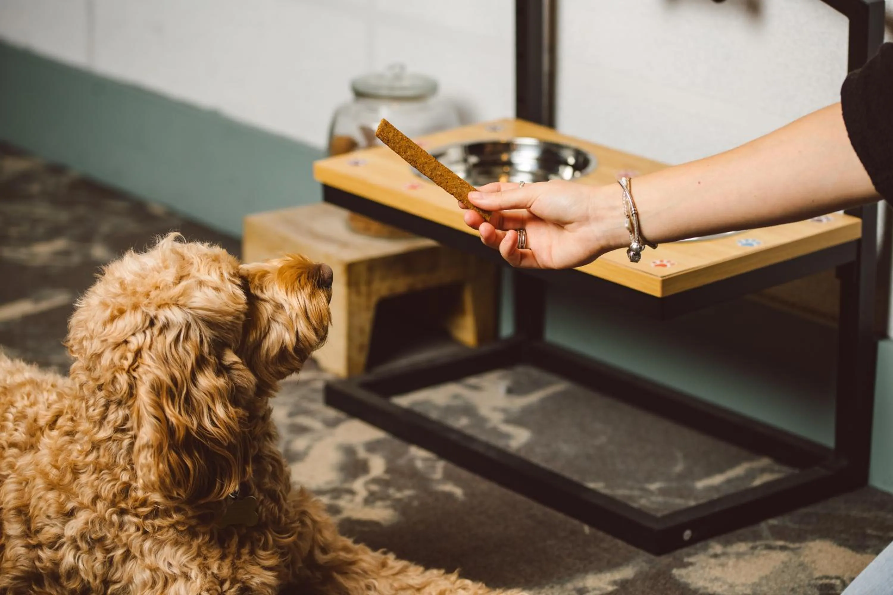 pet friendly in Novotel London Excel