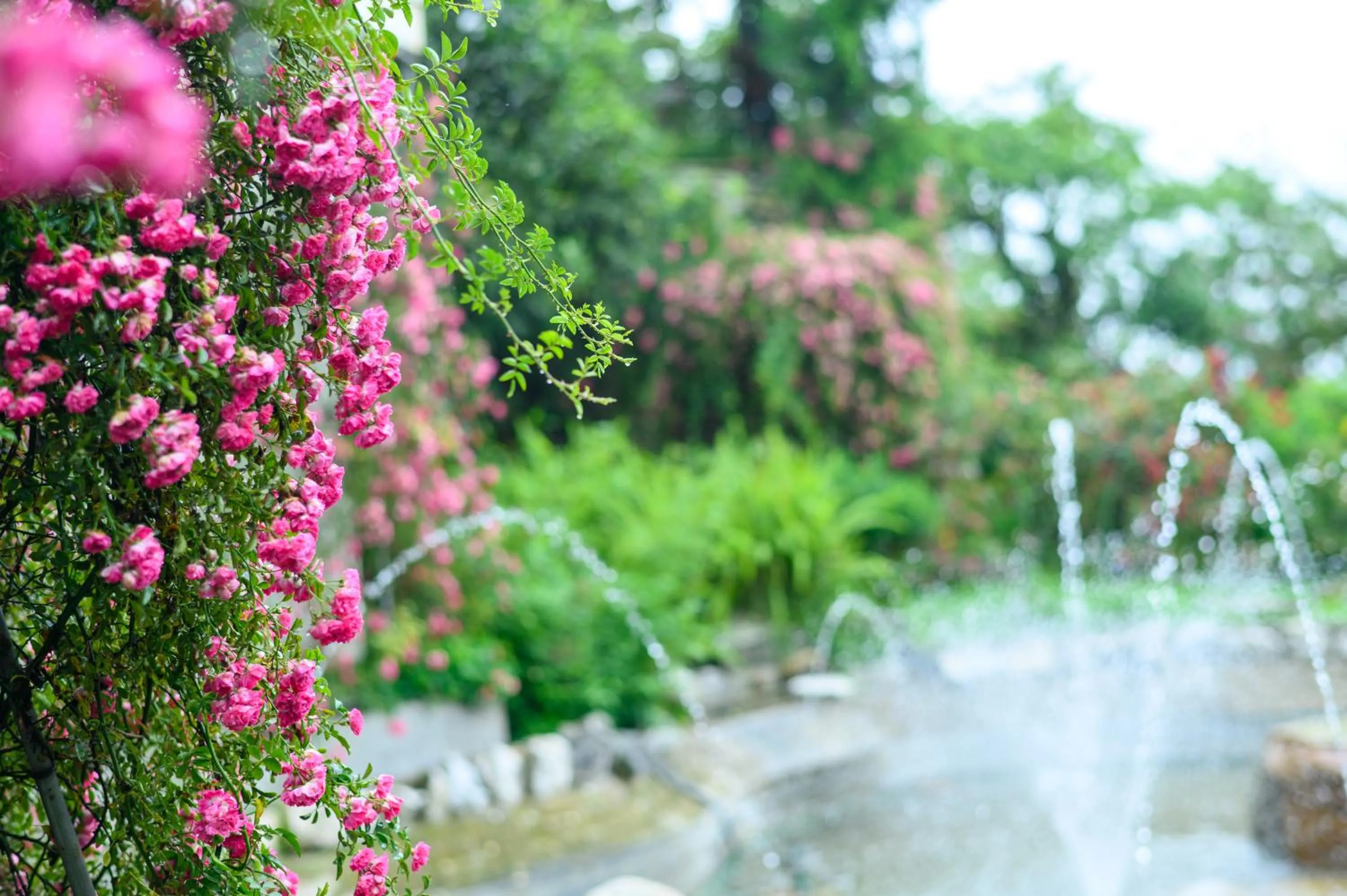Garden in Sapa Highland Resort & Spa