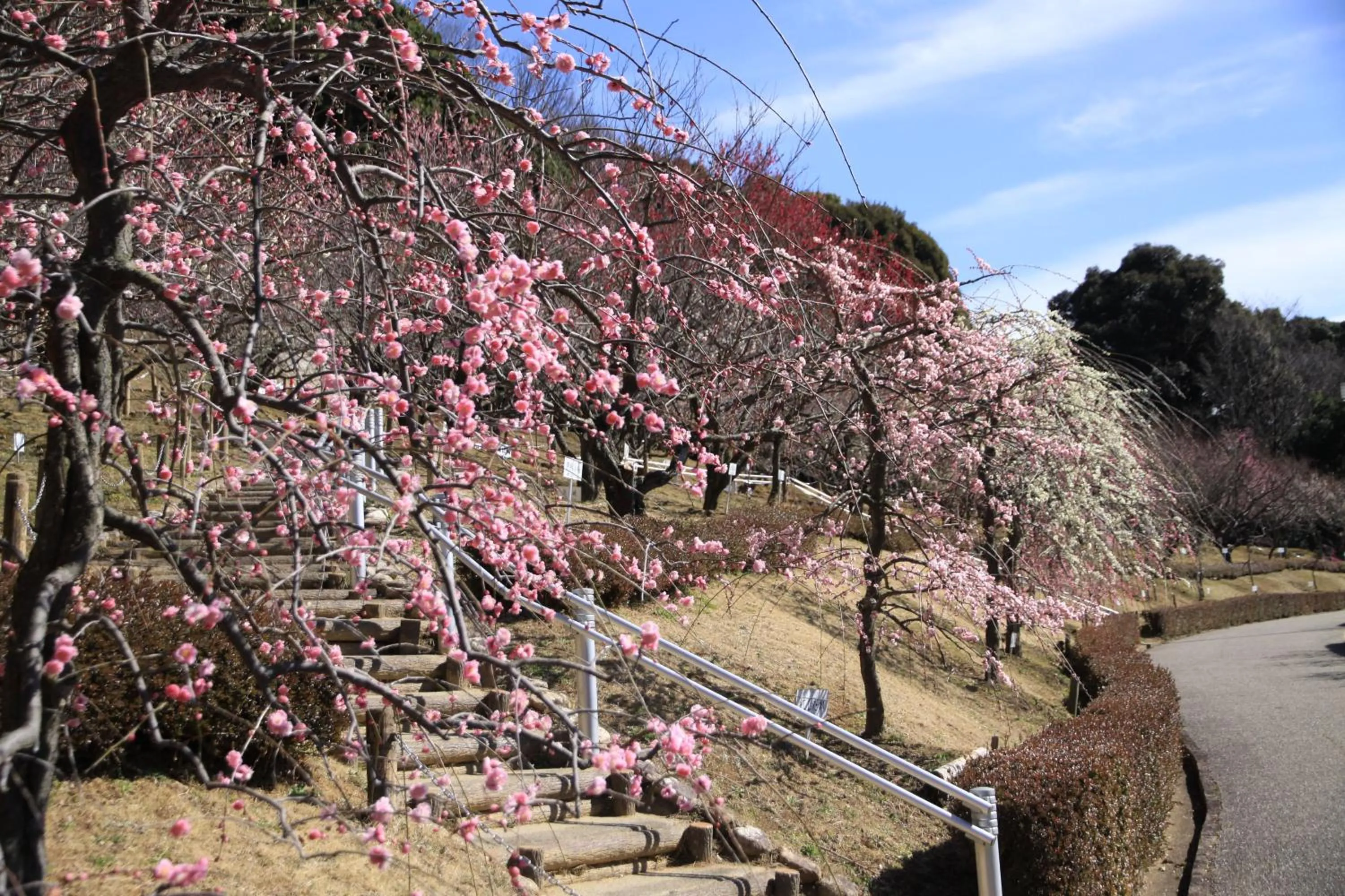 Natural landscape in Toyokawa Grand Hotel
