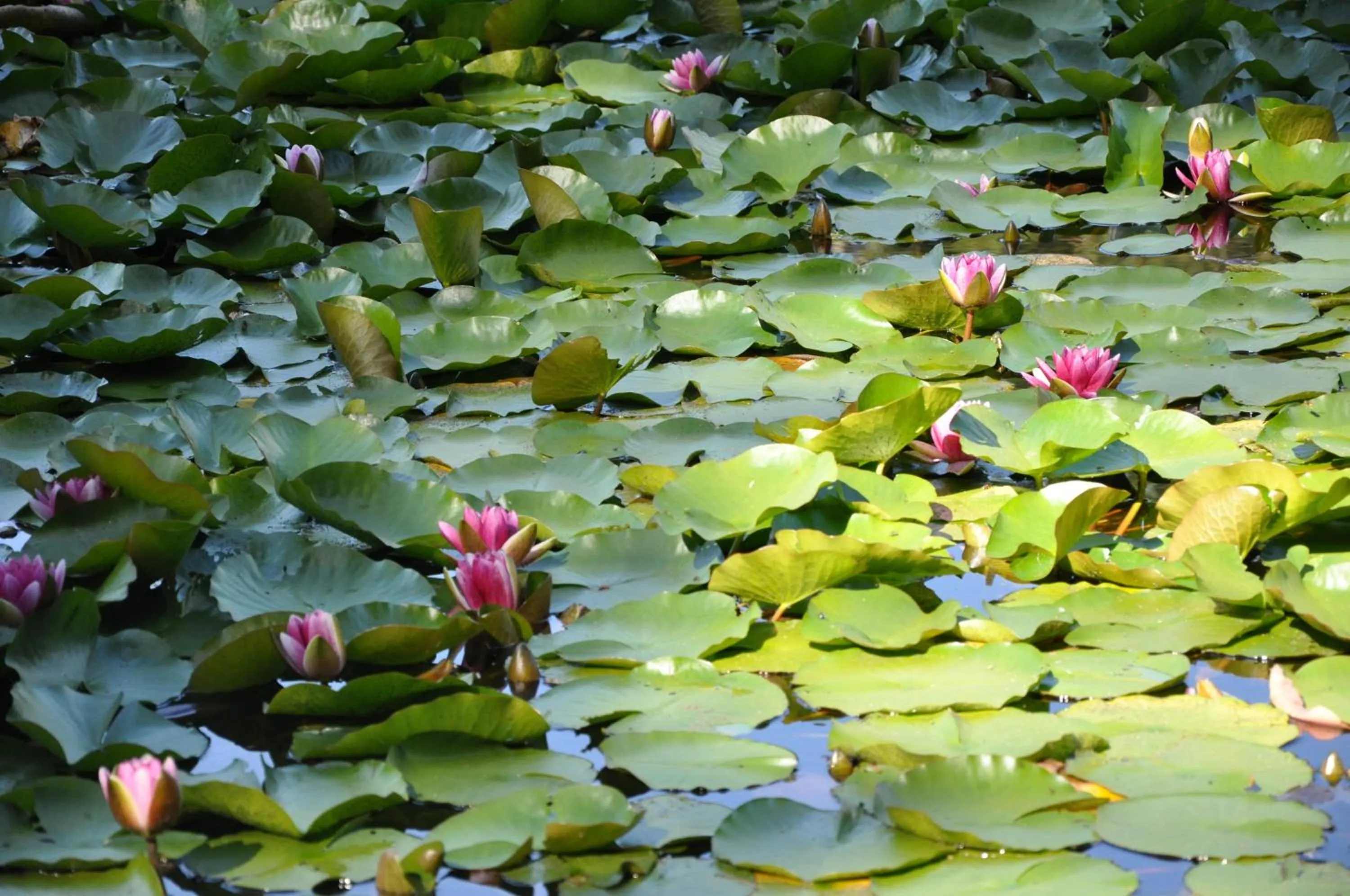 Spring in Capo D'orto - Porto - Corse
