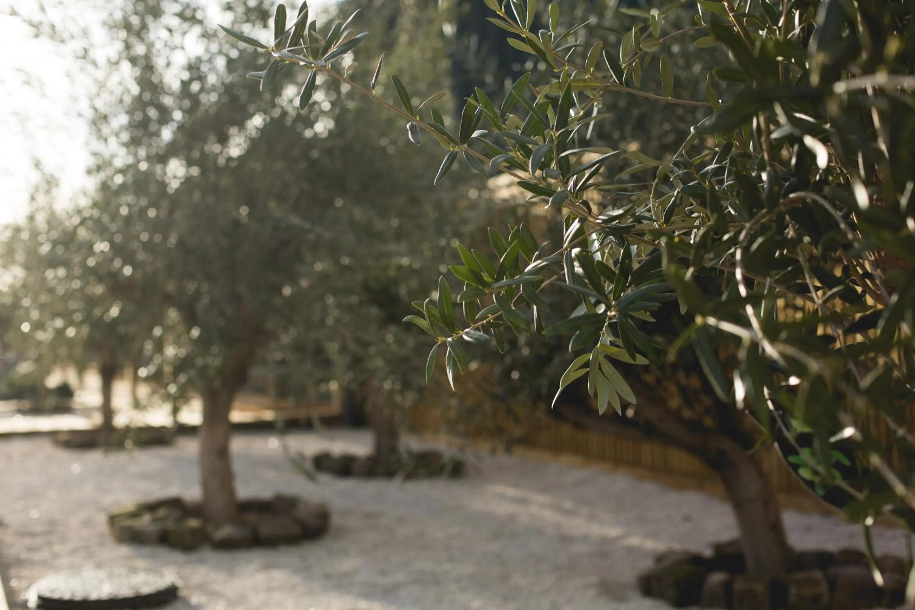 Garden in Owen House Farm
