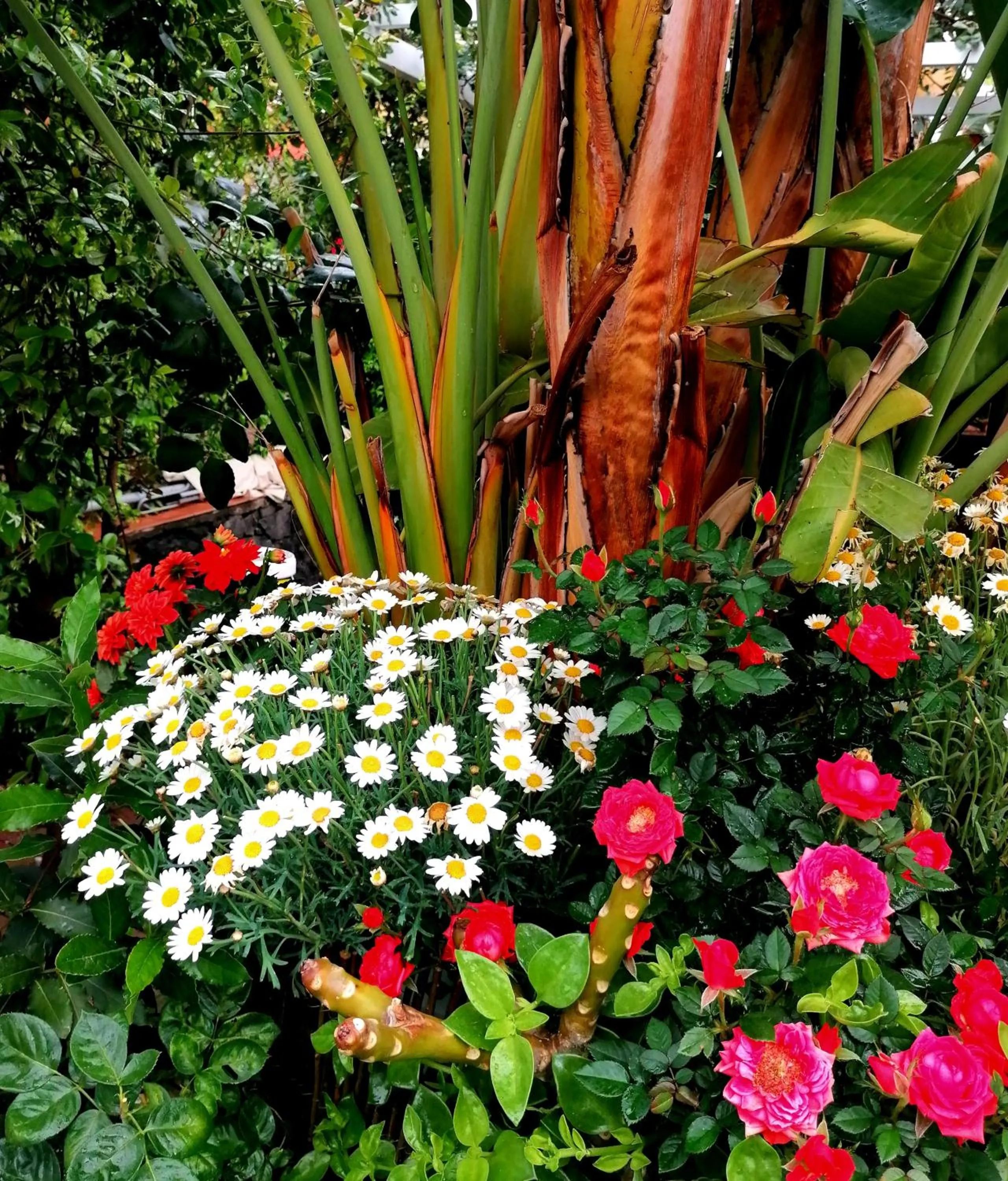 Garden in La Foresteria Garden Boutique B&B