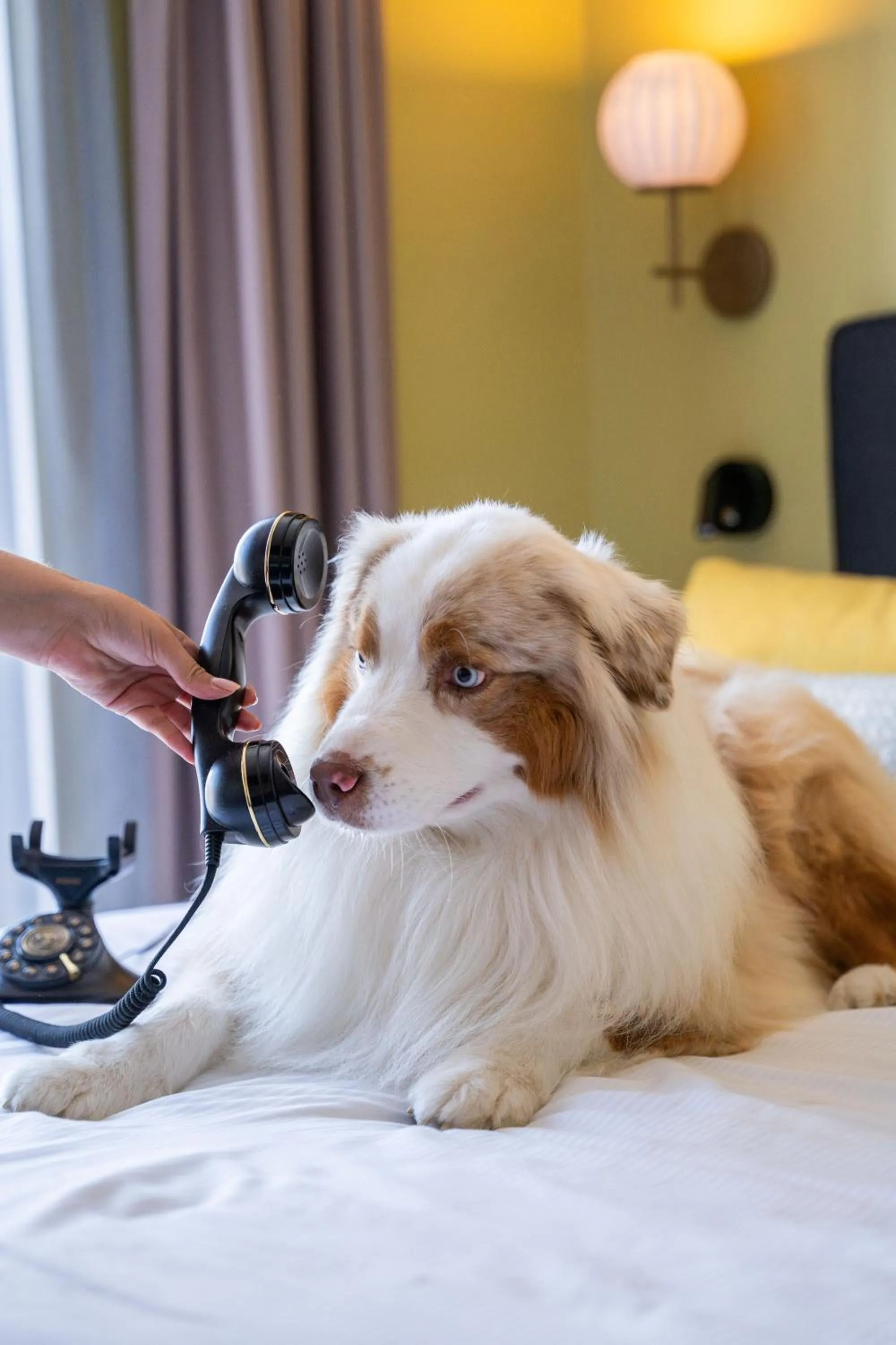 Pets in Best Western Plus Hotel de Dieppe 1880