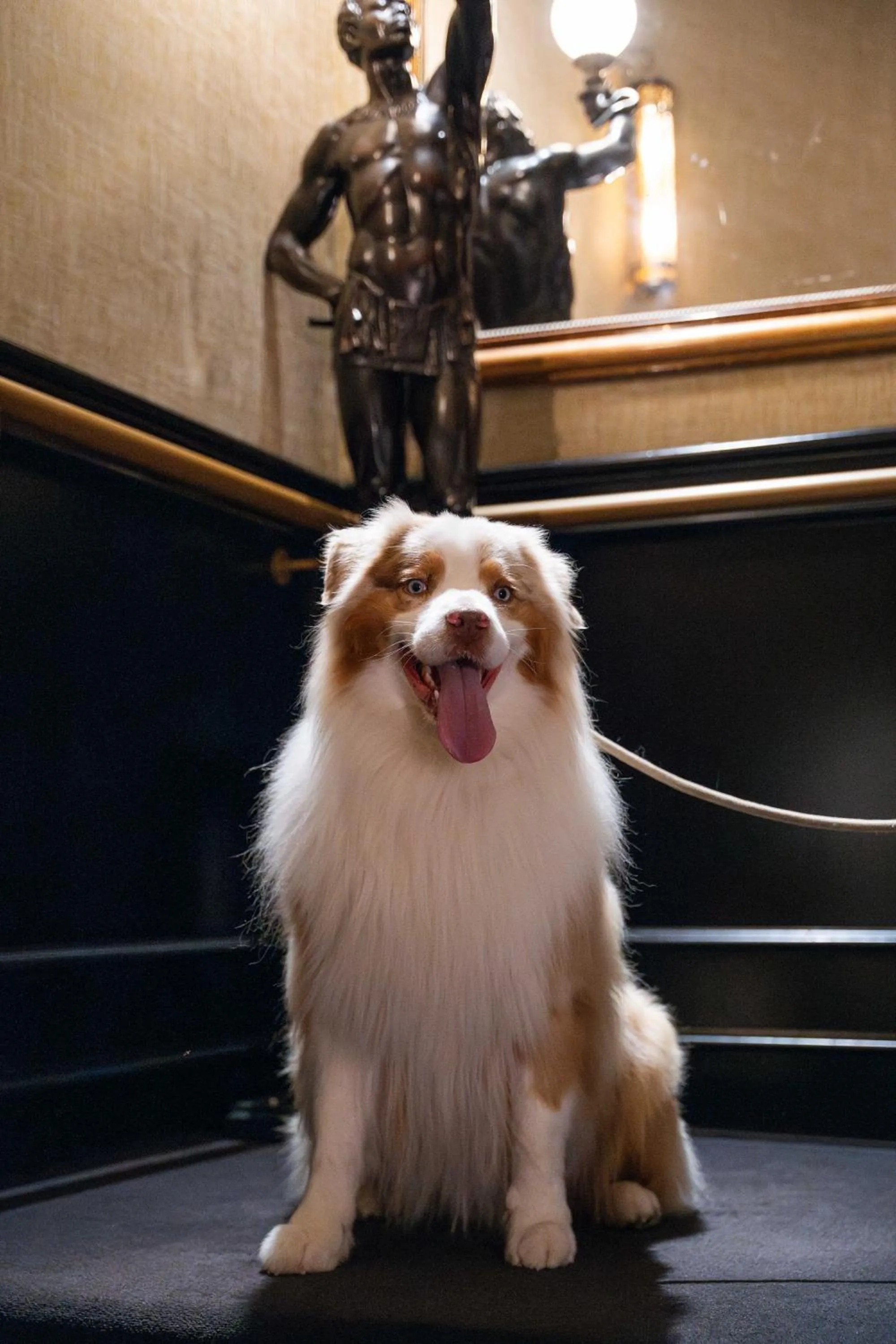 Pets in Best Western Plus Hotel de Dieppe 1880