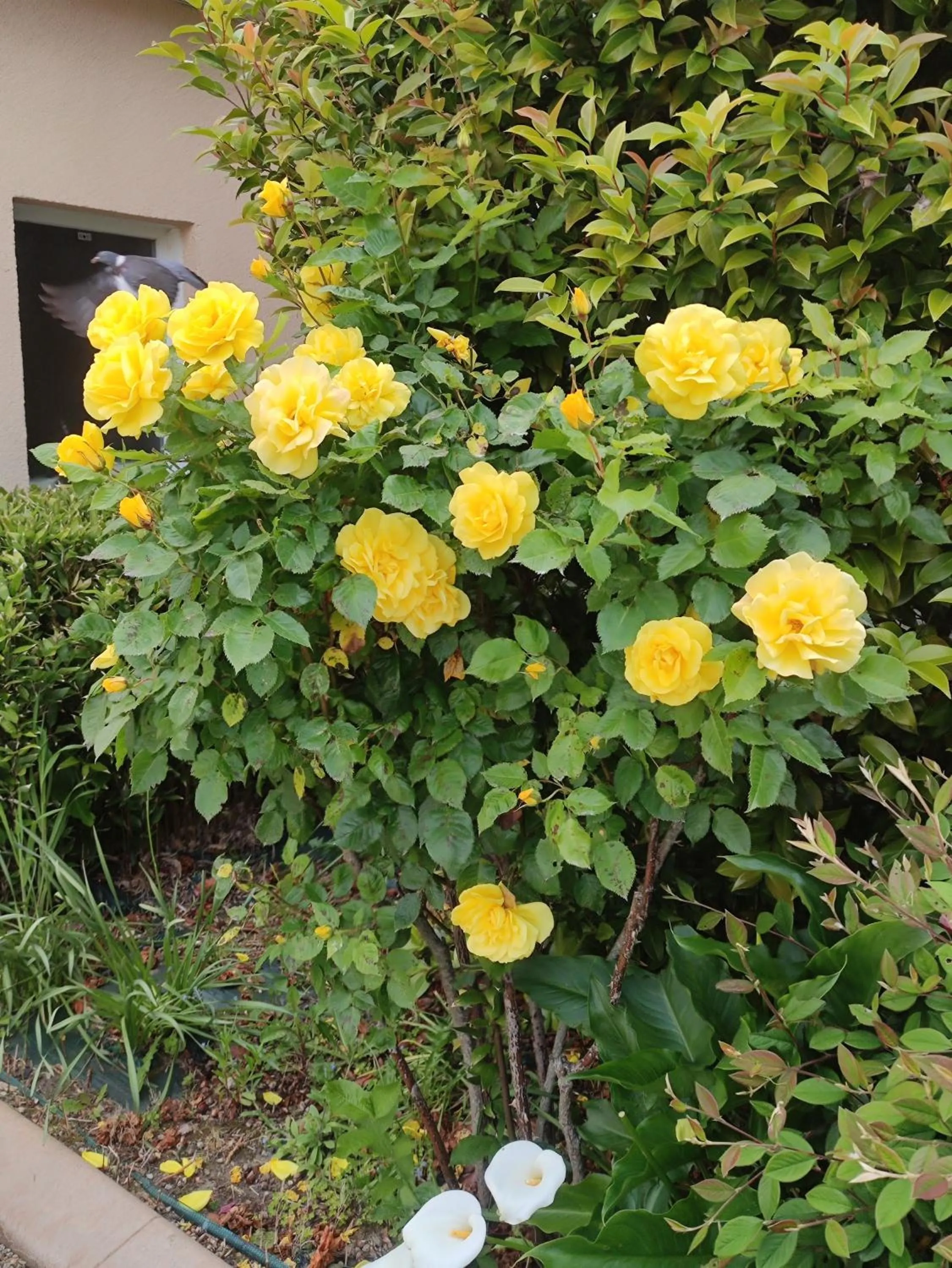 Les Chambres des Badious