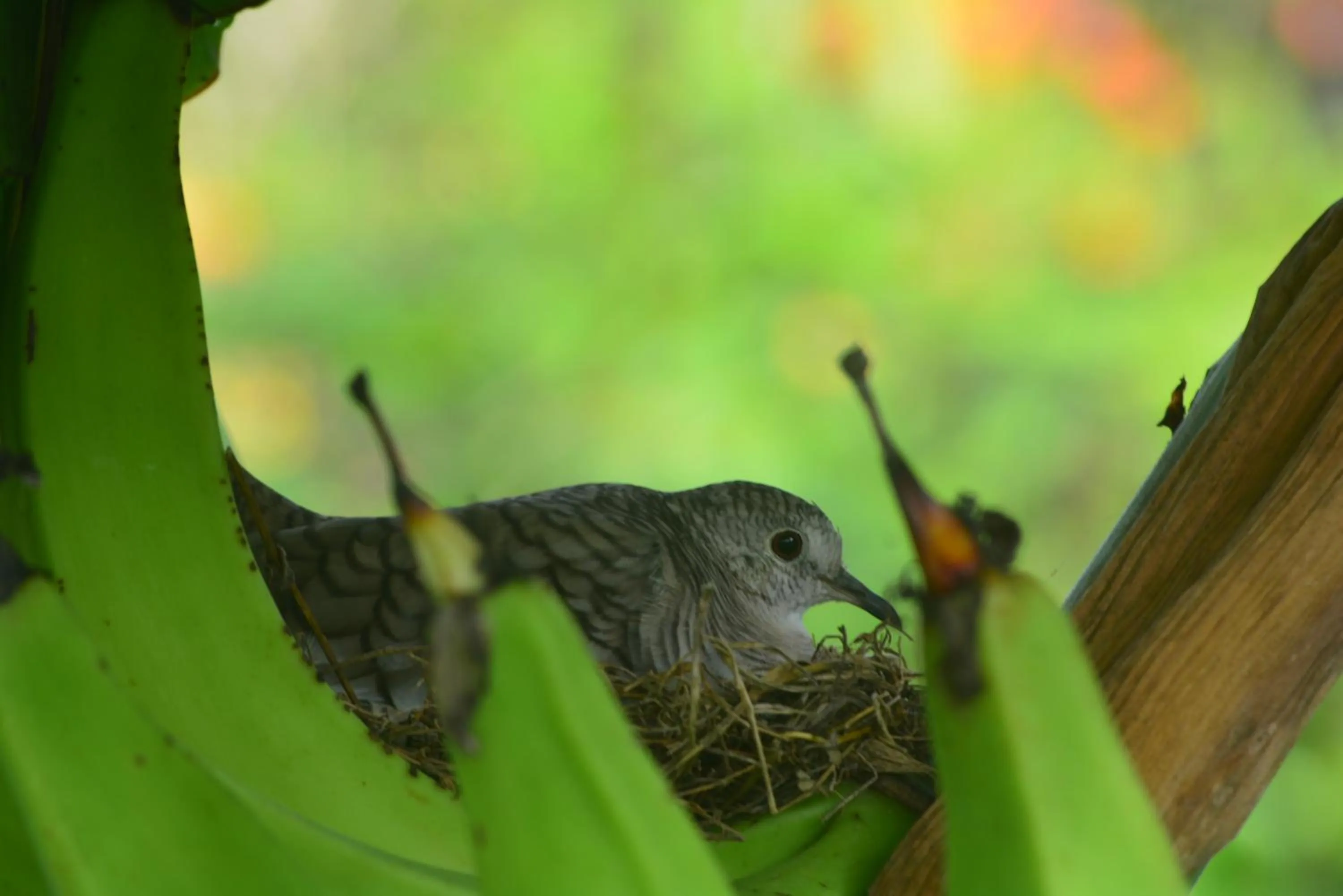 Animals in Dolce Uvita