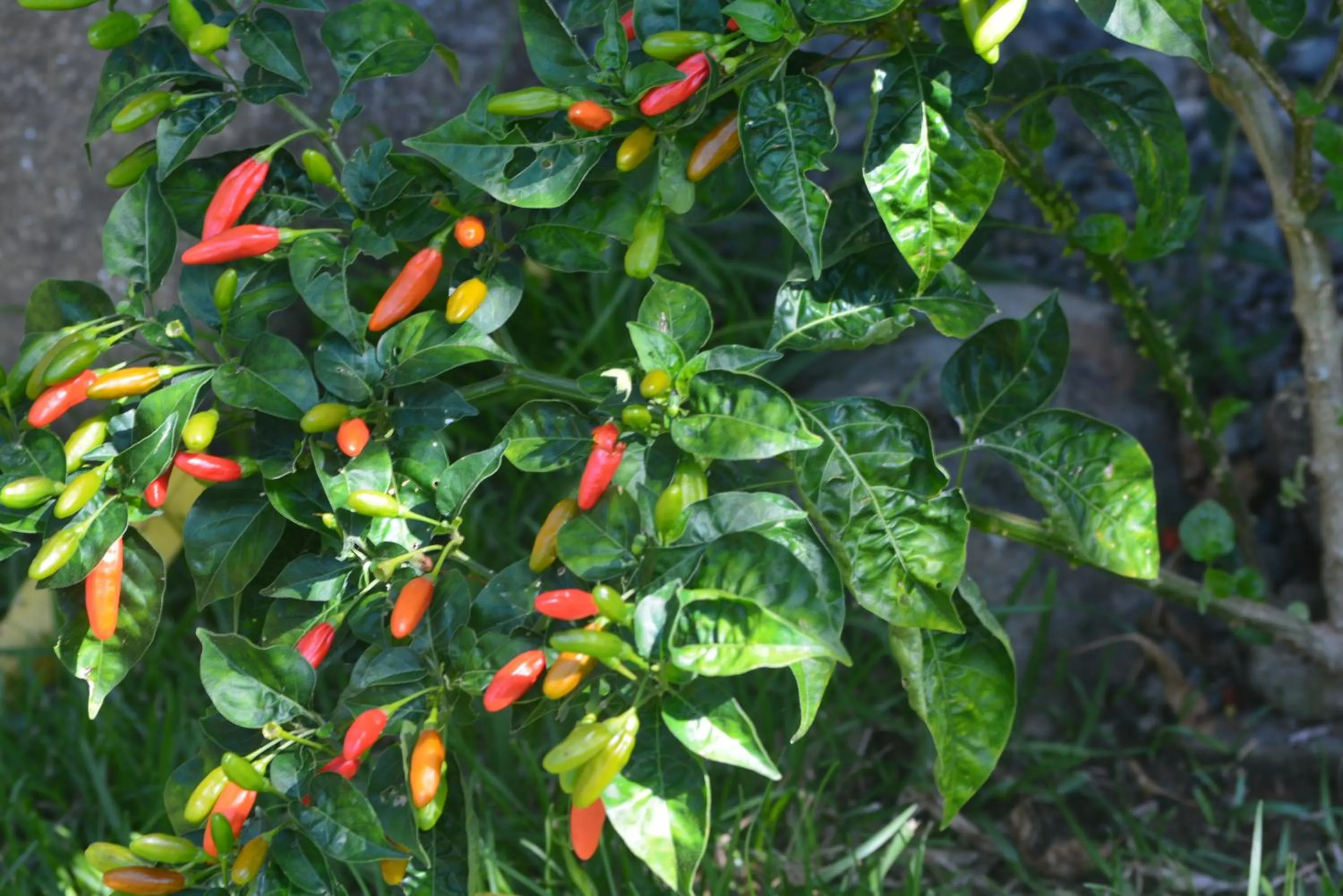 Garden in Dolce Uvita