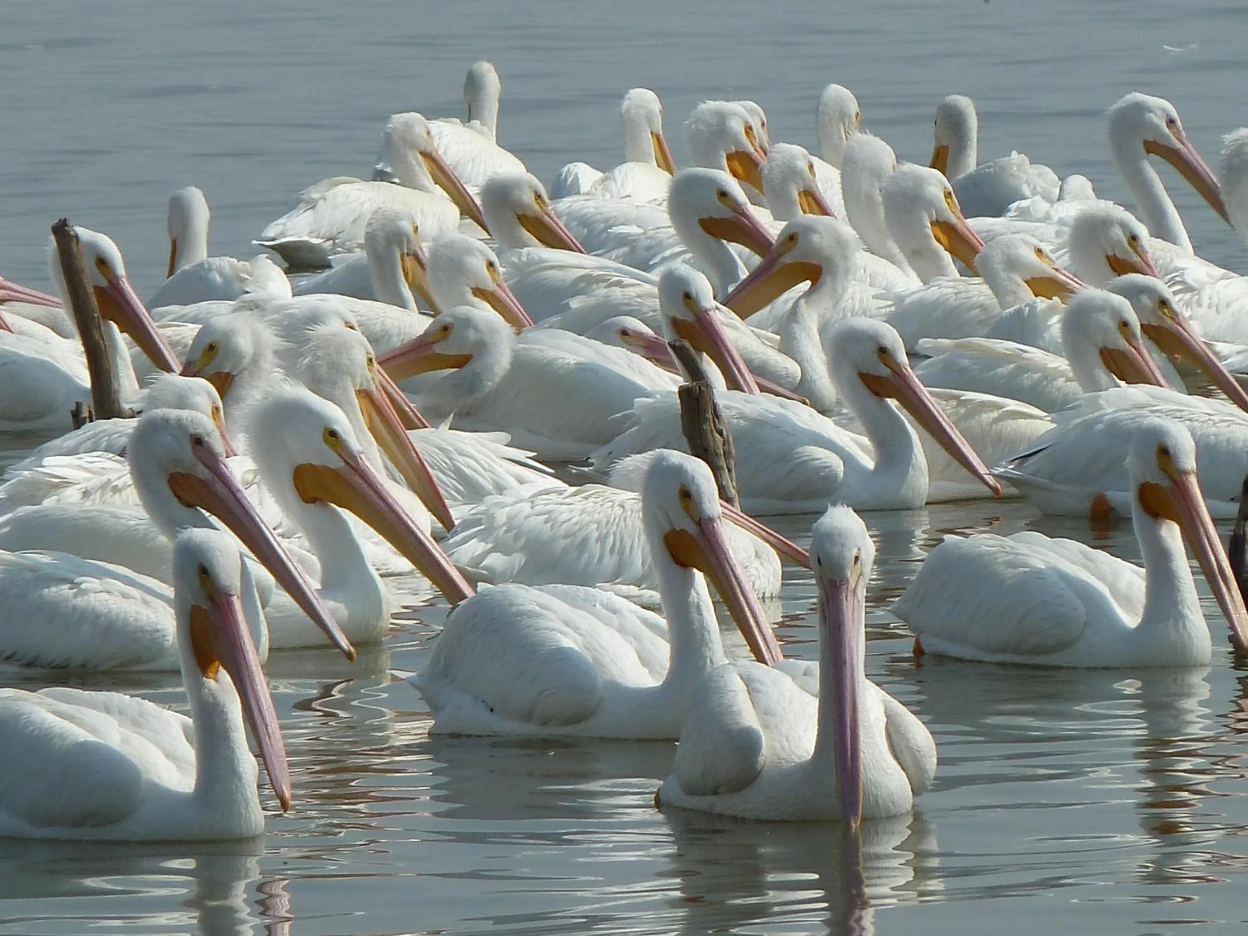 Other in Casa Palomas Bed and Breakfast