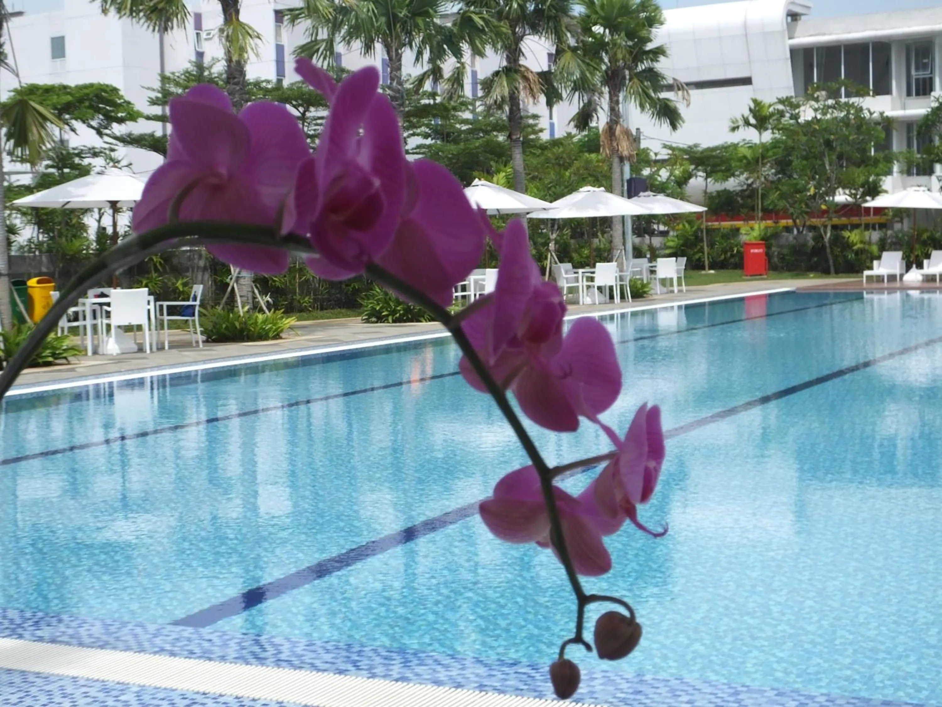 Swimming pool in Nunia Inn Bandara Jakarta
