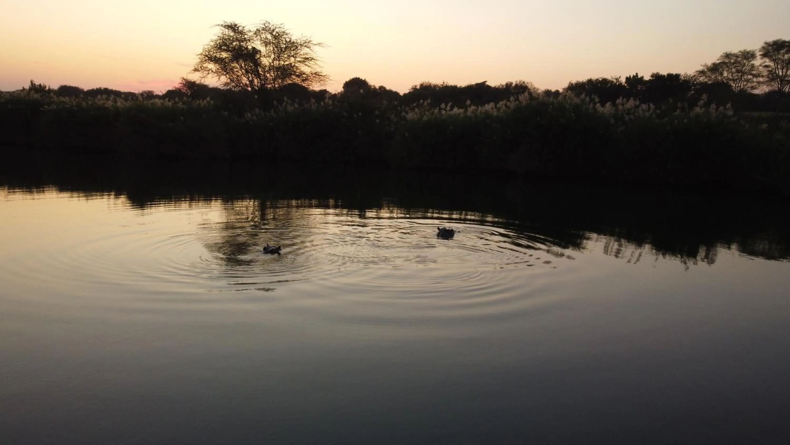 Animals in River Hill Lodge