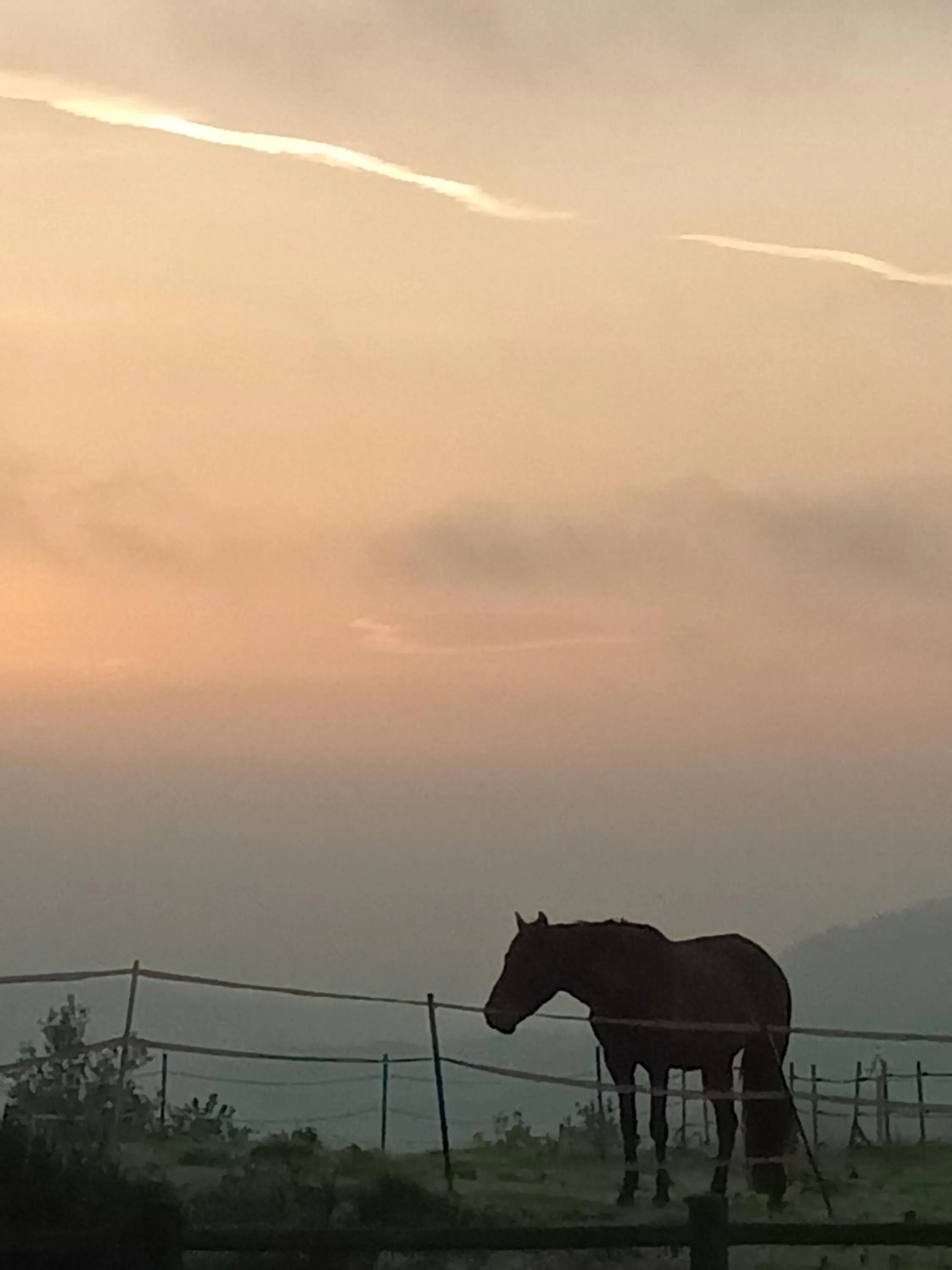 Other Animals in Domaine de la Poyat