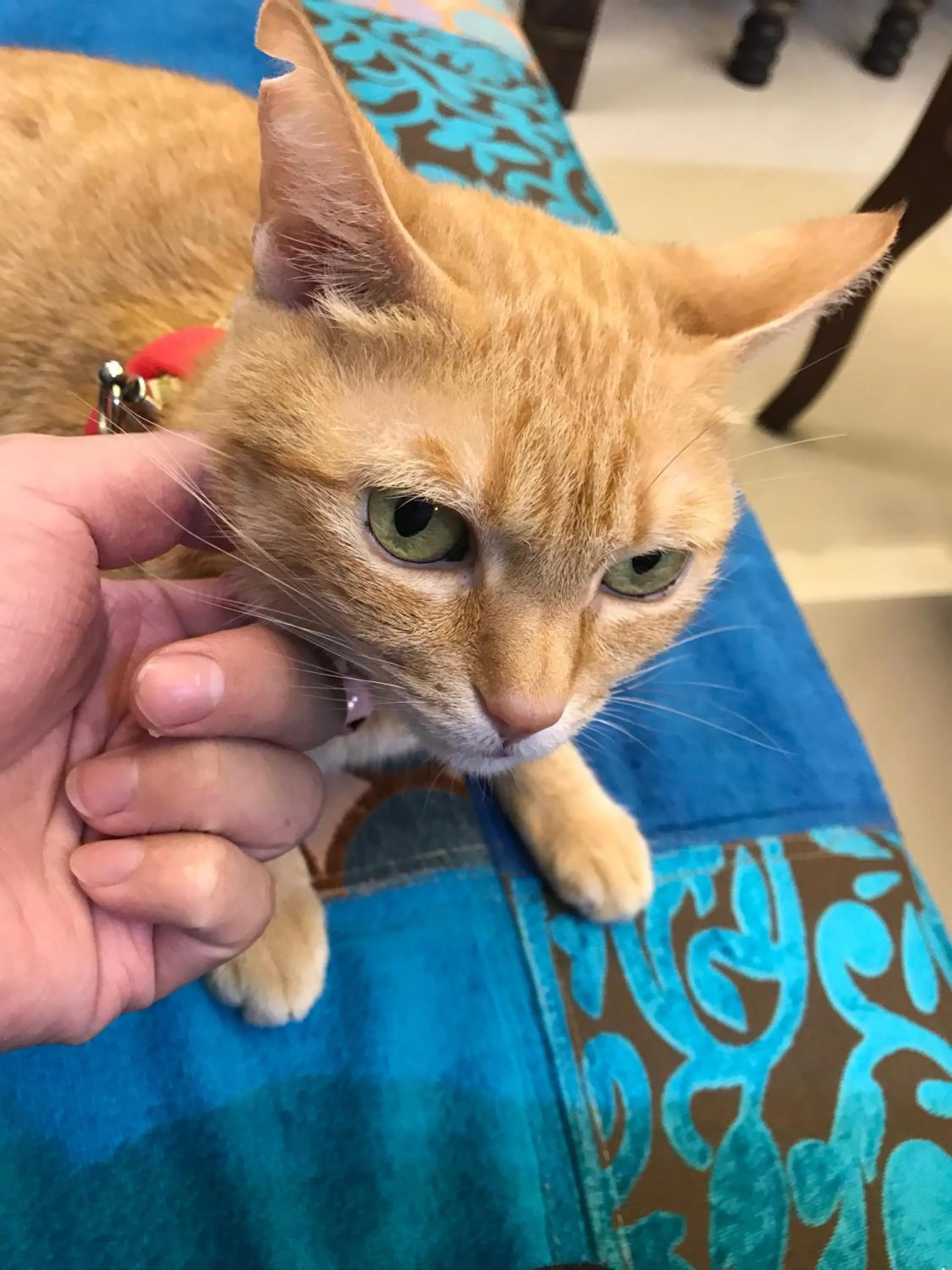 Aria 2 Home (With Elevator)