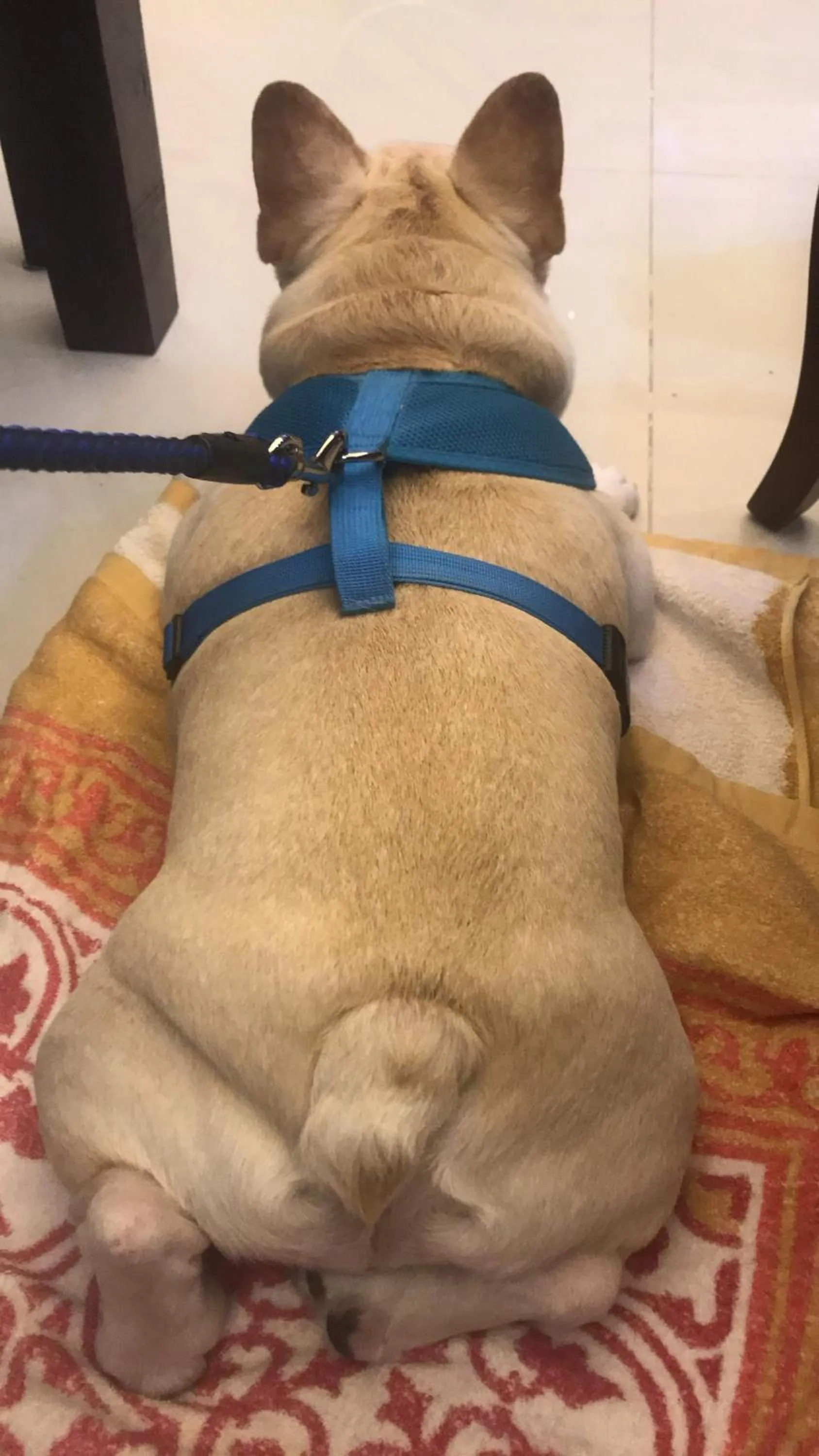 Aria 2 Home (With Elevator)