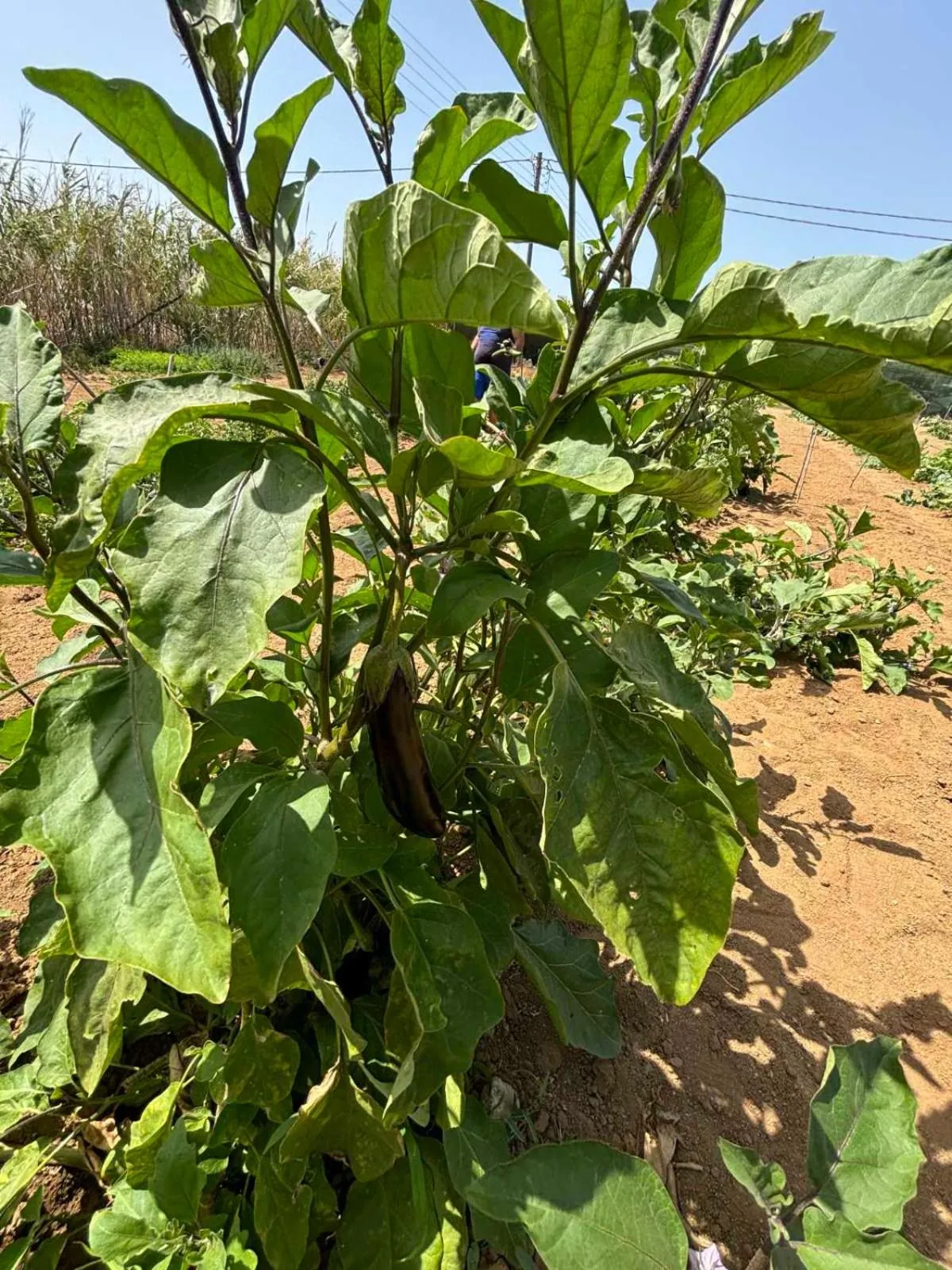 Birikos Hotel & Suites