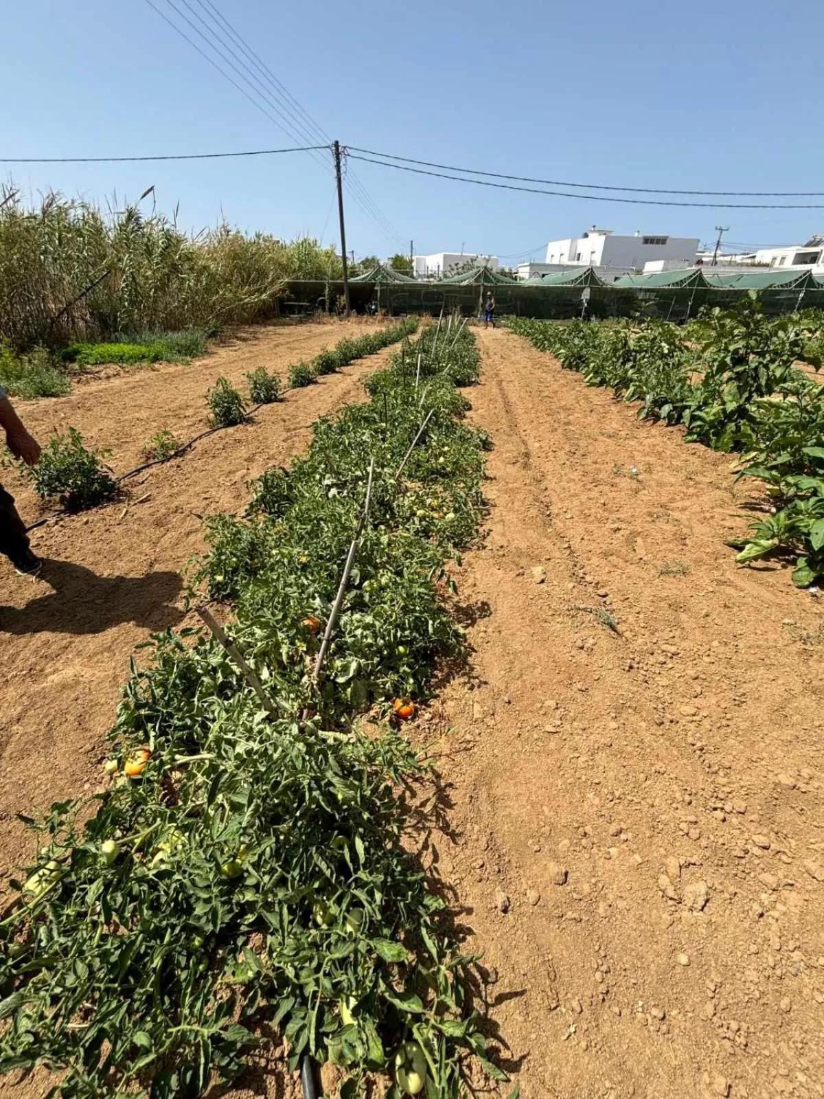 Garden in Birikos Hotel & Suites