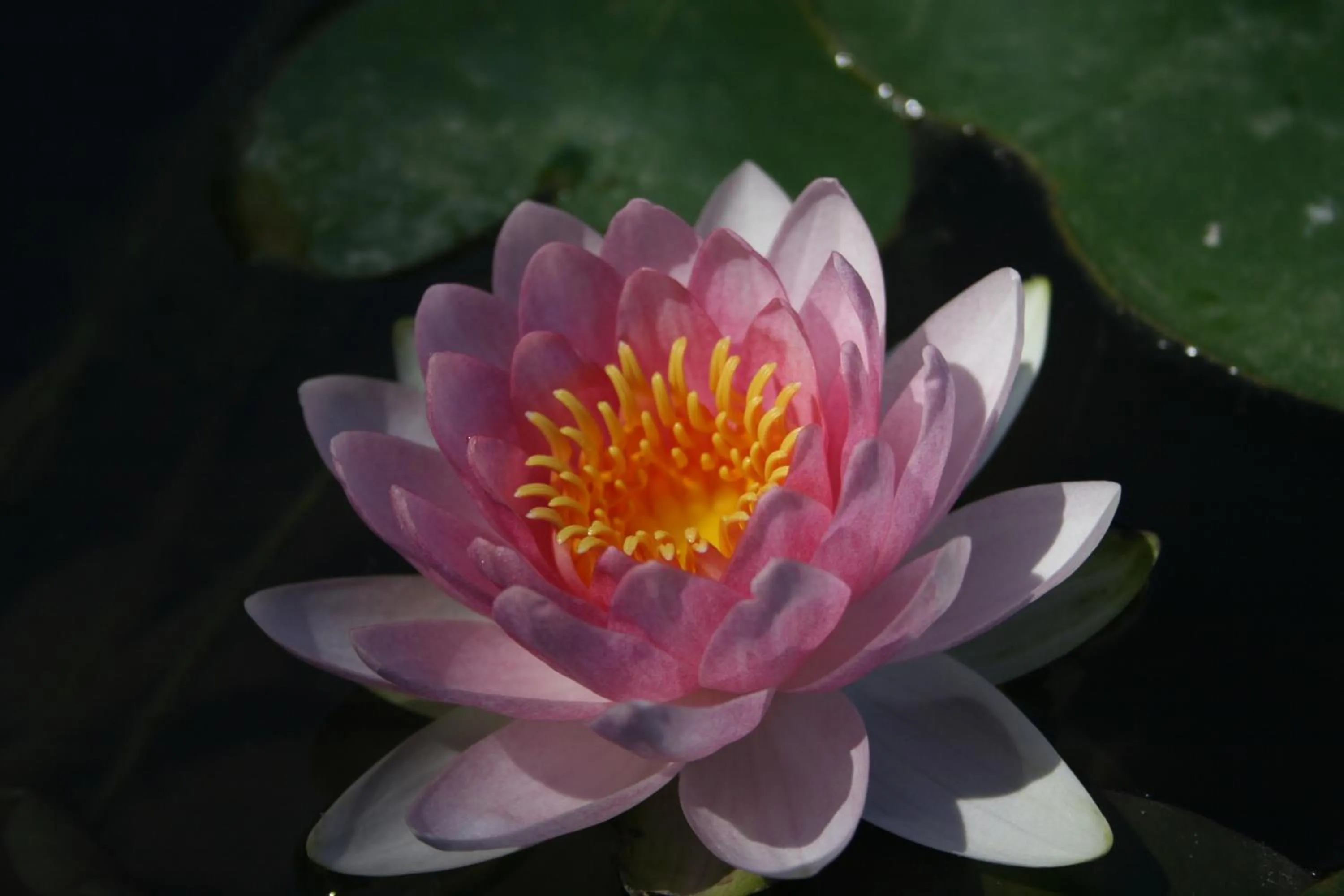 Garden view in Dreamcatcher Bed and Breakfast