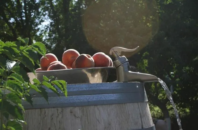 Summer in Dreamcatcher Bed and Breakfast