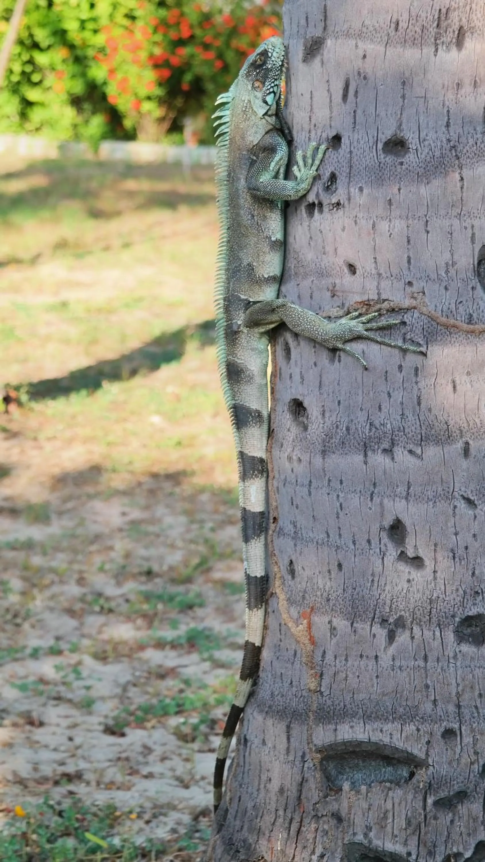 Animals in Pousada Vila Cajuína - Luís Correia