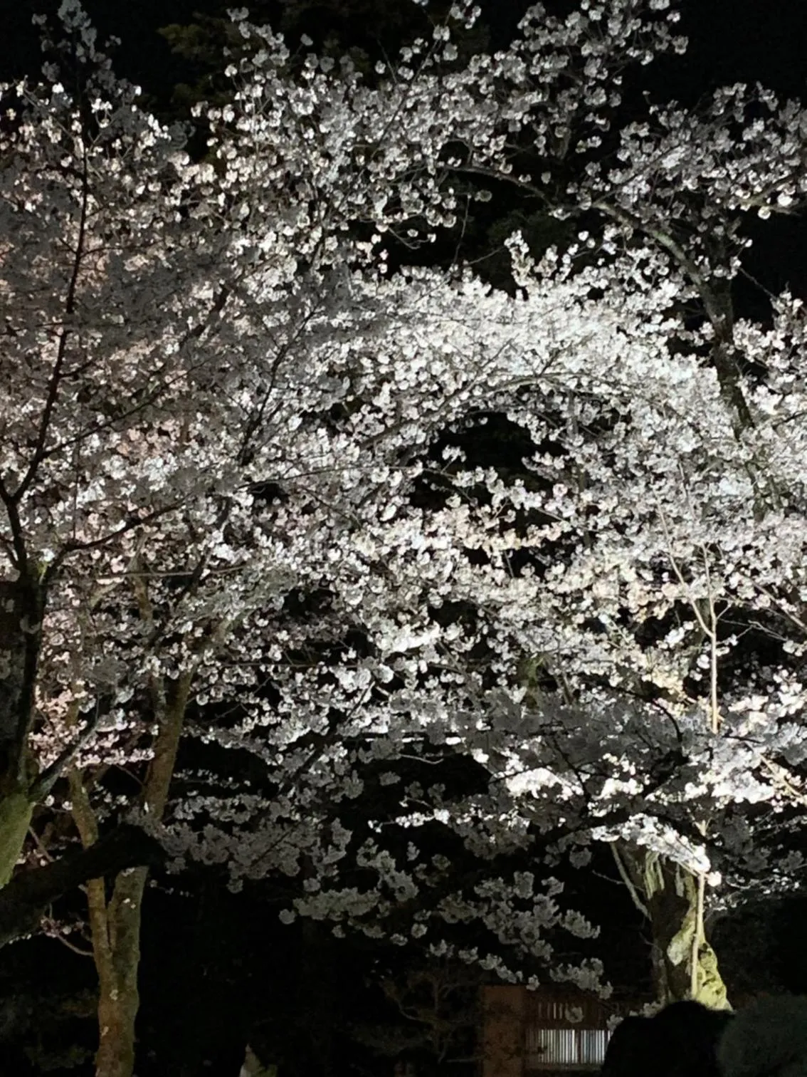 Nearby landmark in Hotel Hana Ichirin