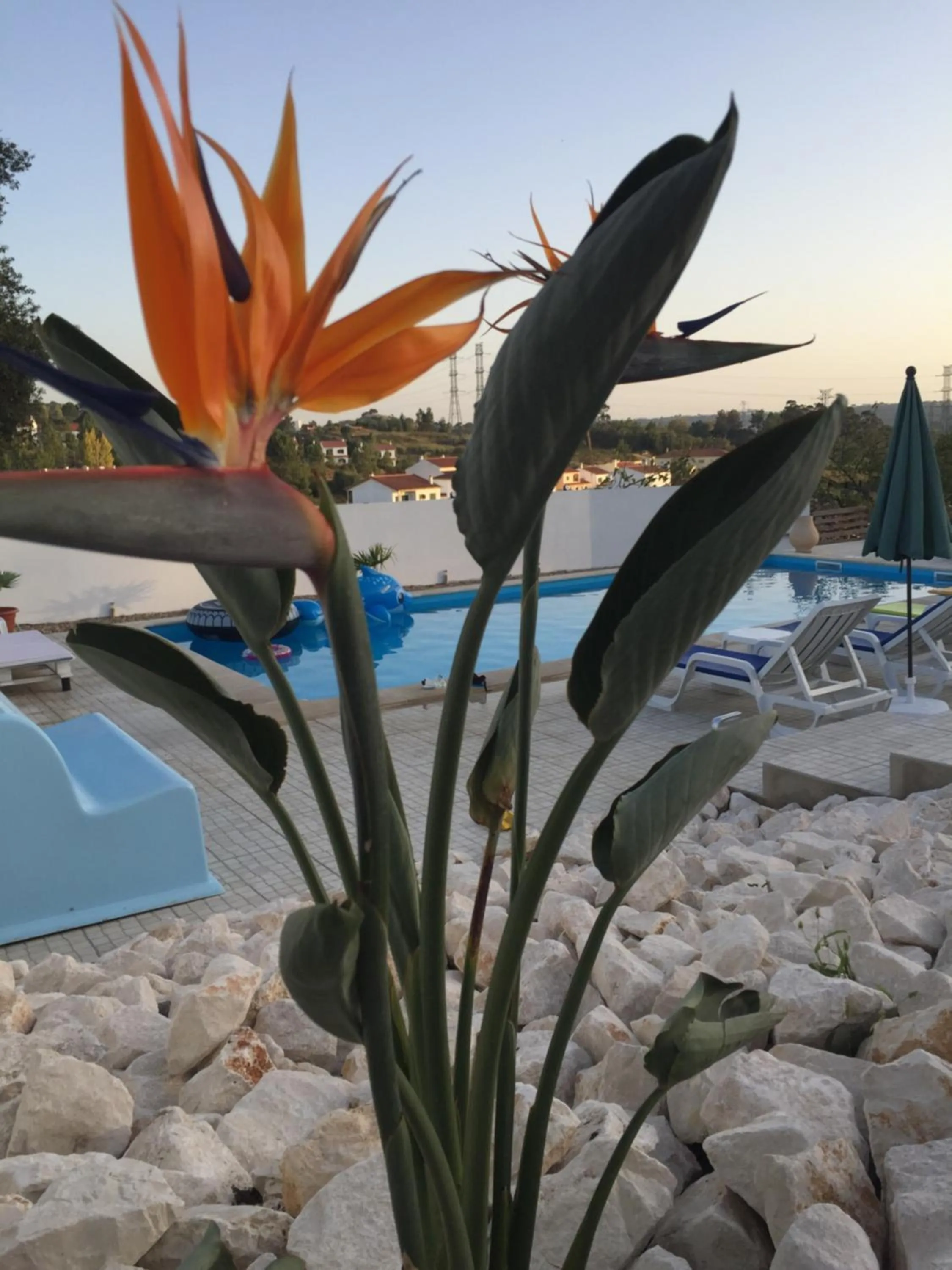Pool view in Casa do Loureiro Branco