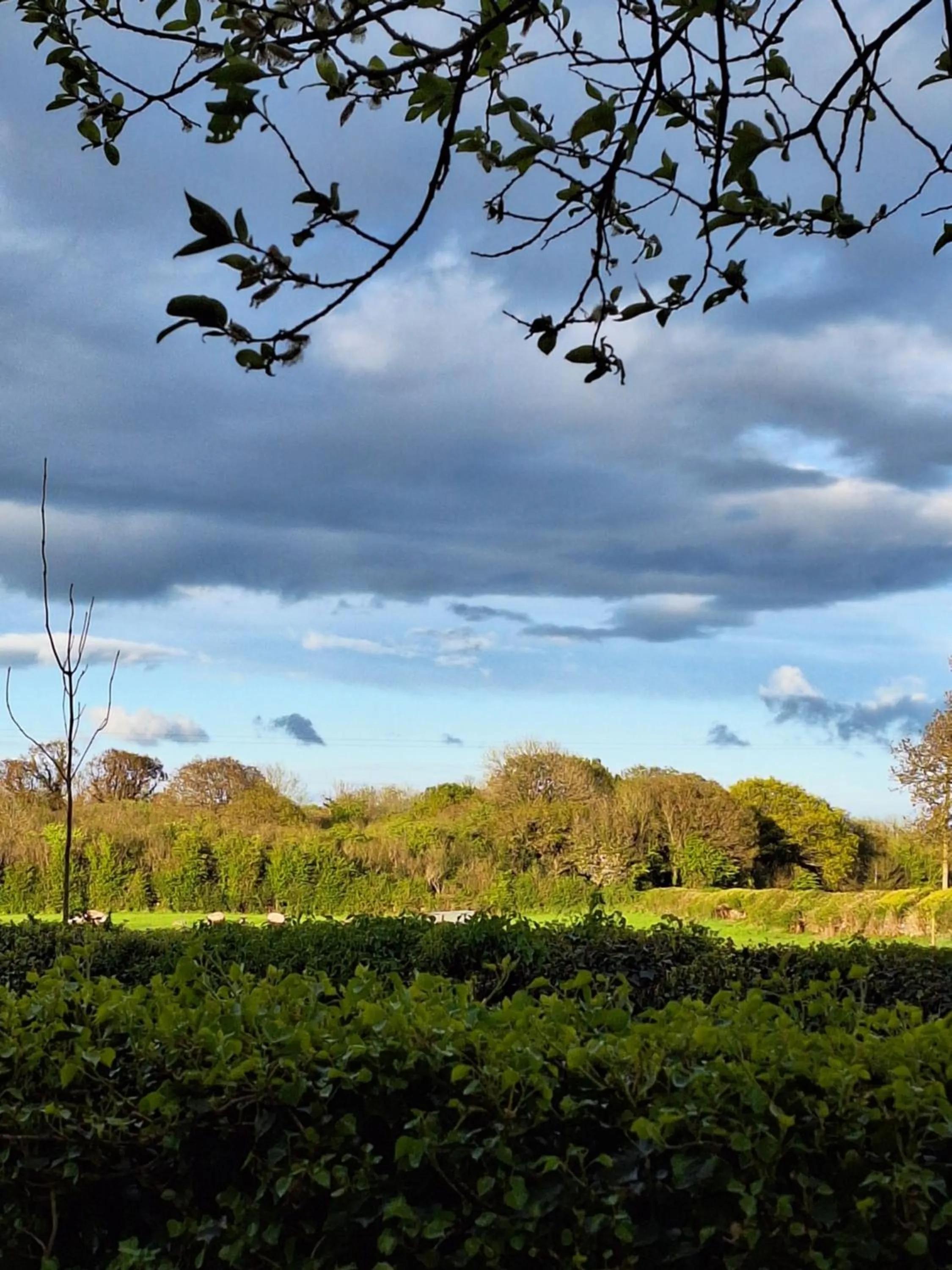 Ard Aoibhinn Roscommon Bed & Breakfast